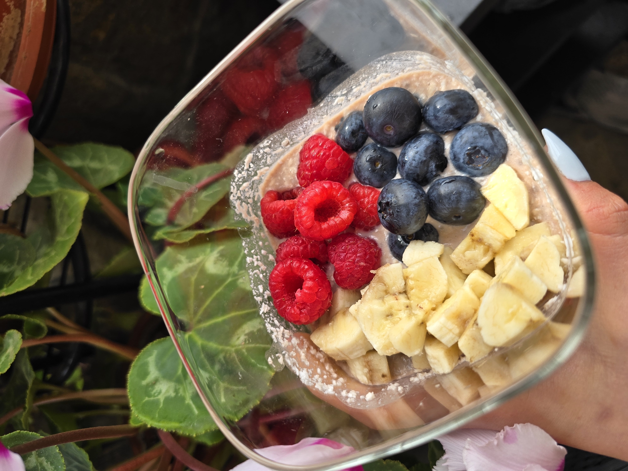 A close-up, high-angle shot captures a person's hand holding a clear, square glass container filled with a healthy breakfast or dessert item. The main component inside the glass is a light-colored, creamy base, possibly overnight oats, yogurt, or a pudding. This base is generously topped with fresh fruit, meticulously arranged: vibrant red raspberries occupy the left side, dark blue blueberries are clustered in the center, and diced light yellow bananas fill the right portion. A fine white powdery substance, potentially powdered sugar or a similar topping, is visible around the rim of the glass on the left and bottom edges. The hand holding the glass from the right side features light blue or white almond-shaped painted nails.
The background is softly blurred, showcasing lush green plant leaves with distinct veins, suggesting a vibrant, natural environment. Portions of a pink and white flower petal are visible in the bottom left and top left corners, hinting at flowering plants, likely a Cyclamen. A brown plant pot is also partially visible in the upper left background. The bright, natural lighting indicates daytime, suggesting an outdoor setting like a garden or balcony, or a well-lit indoor area with plants. The scene conveys a sense of freshness, health, and tranquility, located in Burgas, Bulgaria. There is no visible text in the image.