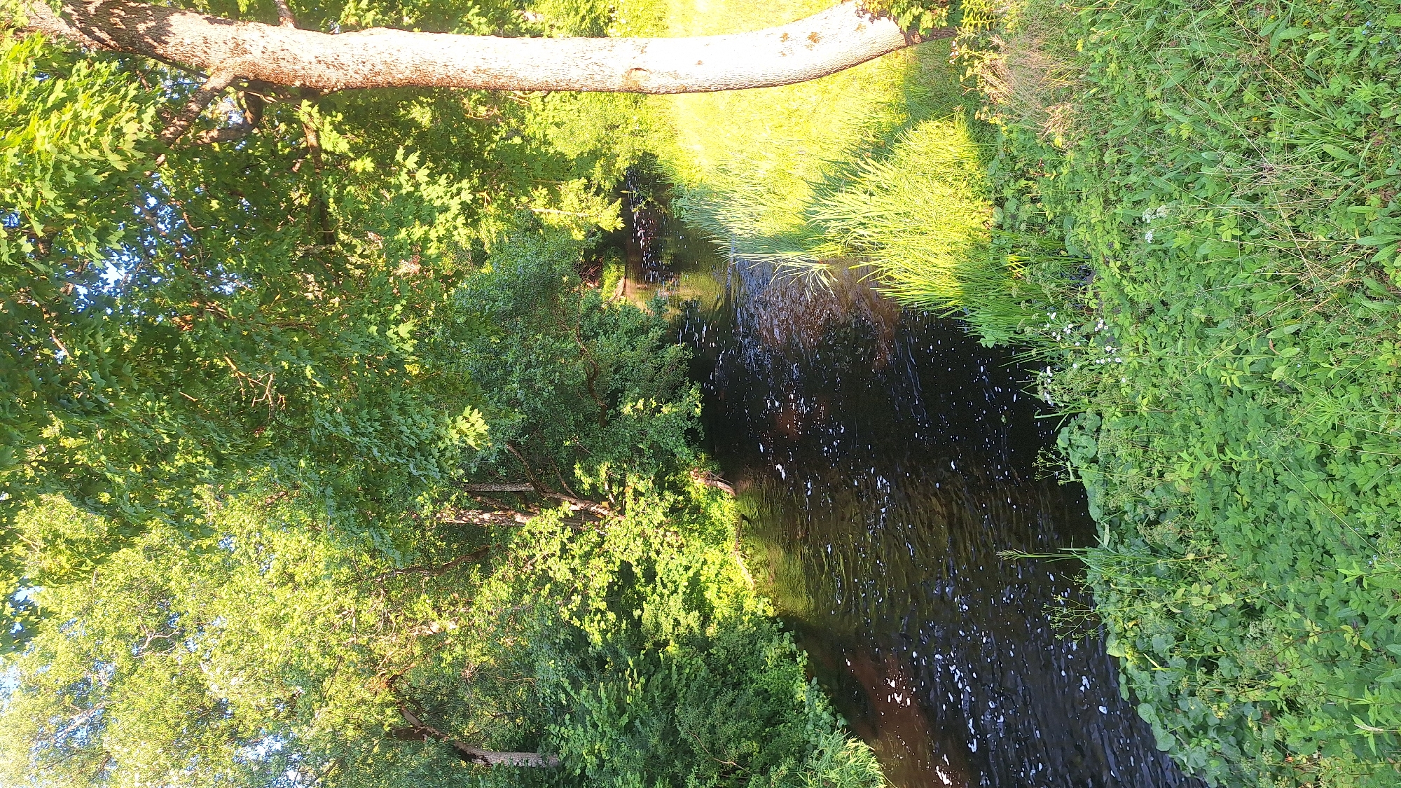 The image captures a serene natural scene in the city of Lēdmane, Latvia. A dark, slow-moving river occupies the center of the frame, bordered by lush green vegetation on both sides. Tall trees with dense foliage overhang the river, casting dappled shadows. Sunlight illuminates the grassy banks and the leaves of the trees, creating a vibrant and verdant atmosphere. The water's surface shows small ripples and a scattering of white foam, indicating a gentle current. The overall impression is one of tranquility and unspoiled nature.