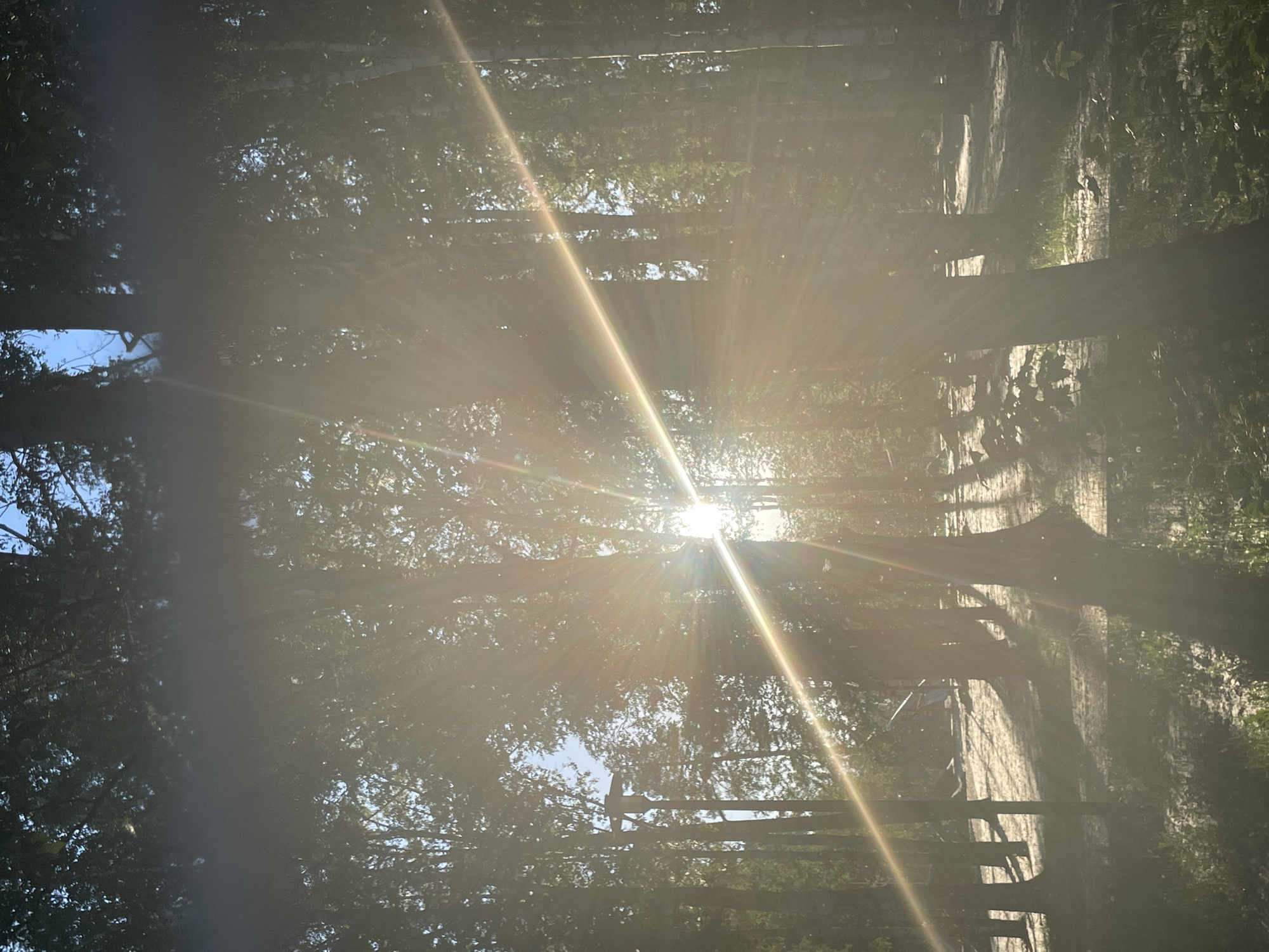 The image, viewed in portrait orientation, depicts a heavily wooded area illuminated by bright sunlight filtering through the tree canopy. Numerous tall trees with dense green foliage fill most of the frame, creating a dappled light effect. The sun is a dominant feature, positioned in the upper part of the image, emitting strong, radiant sunbeams and significant lens flare that streak across the scene. Patches of clear blue sky are visible through gaps in the overhead branches.
A light-colored path or ground surface is visible on the right side and extending towards the bottom of the image, winding between the tree trunks. Several large, textured tree trunks are prominent, particularly on the right and in the mid-ground. Faint horizontal wooden structures, possibly a fence or railing, can be seen in the mid-distance. A small, dark bird is subtly perched on a tree trunk on the right side of the image. A glimpse of a light-colored building or structure is faintly visible through the foliage on the left side, silhouetted against the sky.
The strong backlighting and sunbeams suggest a clear, sunny day, likely during the morning or late afternoon. The scene evokes a tranquil, natural setting, possibly a park or forest path. There is no explicit human activity depicted, and no visible text in the image.