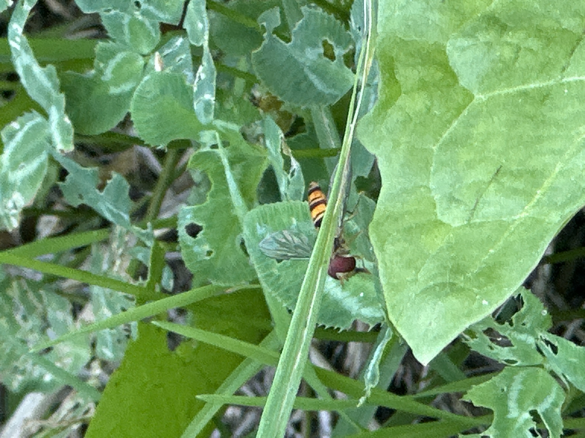 A hoverfly with a red head and black and yellow striped abdomen is perched on a blade of grass in a green, leafy environment. The background consists of blurred green foliage and grass, suggesting an outdoor natural setting. The lighting appears to be natural daylight, casting soft shadows. There is no indication of human presence or urban elements that would suggest a specific location in Minsk, Belarus.