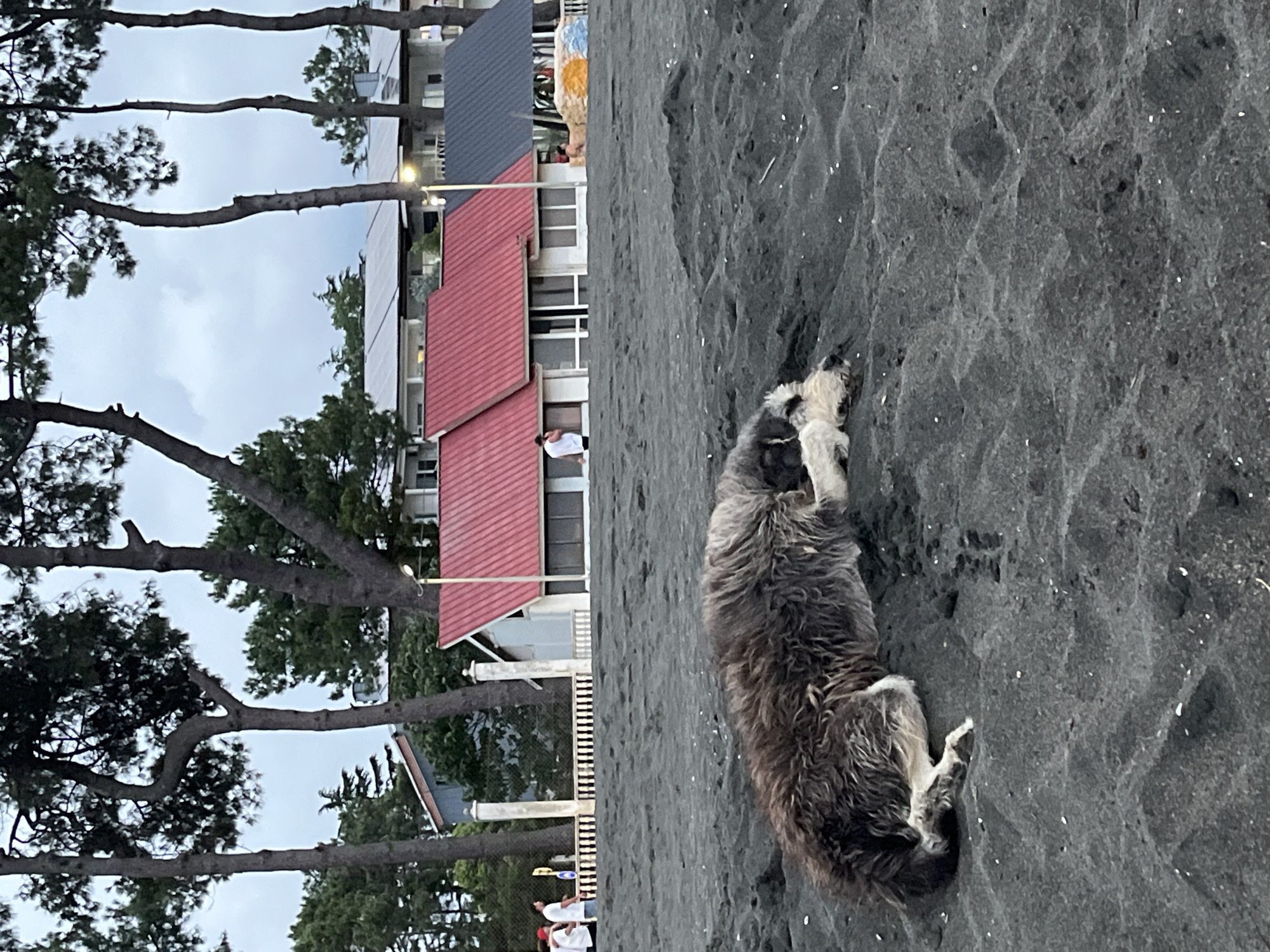 A shaggy, medium-sized dog lies sleeping on dark black sand on the beach in Ureki, Georgia. The dog is facing right, with its head resting on its paws. Behind the dog, a white fence with ornate posts runs along the edge of the beach. Beyond the fence are several small buildings with red and gray roofs, and tall, thin trees with dark green foliage. In the distance, more buildings with solar panels on their roofs are visible. The sky is overcast and gray. Several people are visible in the background near the fence, appearing to be walking or standing. One person in a white shirt and dark shorts is standing near one of the buildings. The overall scene is tranquil and suggests a late afternoon or early evening setting.