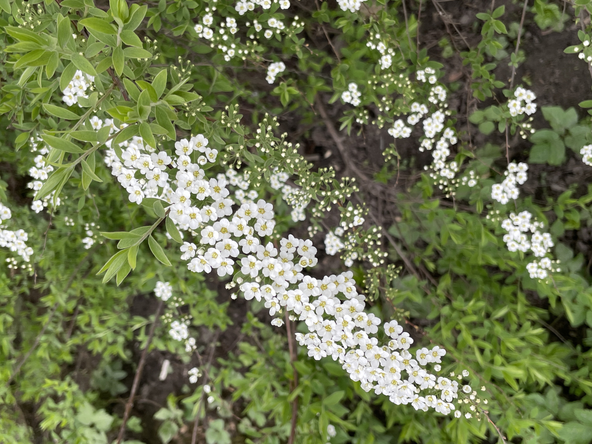 The image shows a close-up view of a flowering shrub. The shrub has small, white flowers with yellow centers, densely clustered along its branches. The leaves are green and ovate, providing a backdrop for the blossoms. The background includes other foliage and what appears to be soil or mulch. The scene appears to be outdoors, likely in a garden or park. There are no people visible in the image. Based on the prompt, the location is presumed to be Saint Petersburg, Russia.