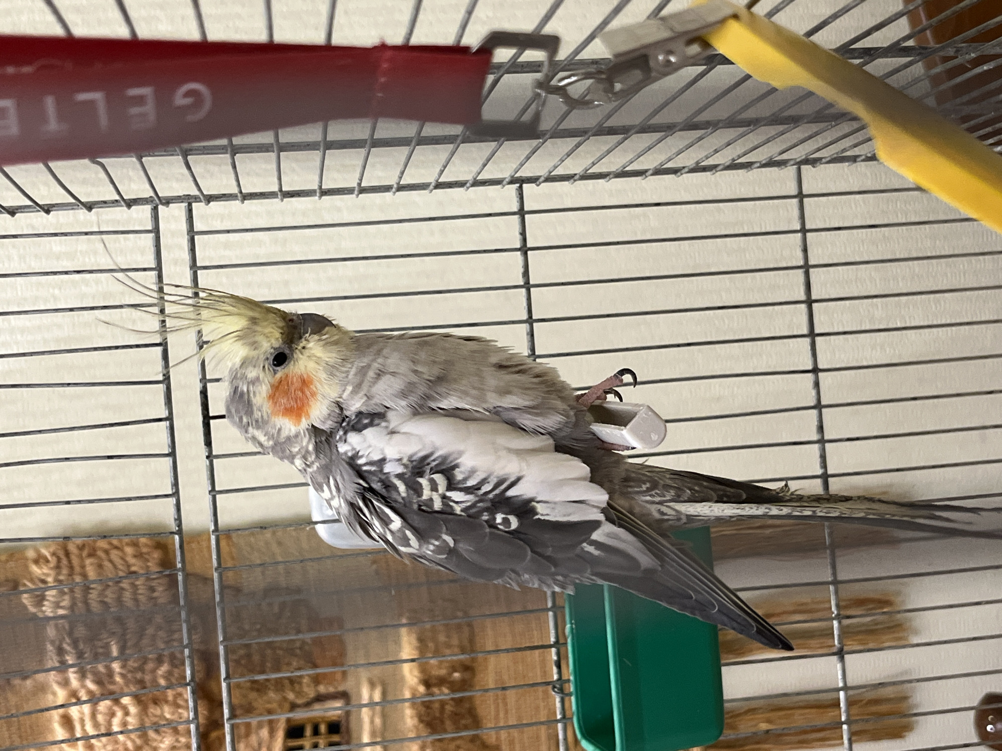 A cockatiel is perched inside a cage. The bird is grey and white with orange cheeks and a yellow crest. It is facing to the right, looking towards the viewer. A green food dish is visible in the lower left corner of the cage. A red ribbon with white text that appears to say "GELTE" is hanging on the right side of the cage. A yellow perch is also visible on the right side. The background is a plain, light-colored wall. There is no information in the image to suggest a location in Ivanteyevka, Russia.