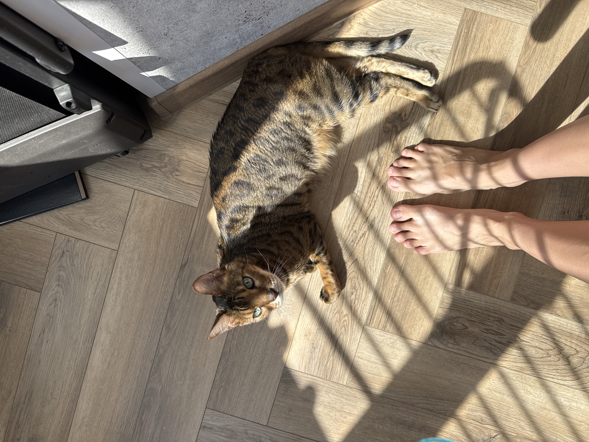 A domestic scene, likely indoors, features a Bengal cat stretched out on a wood-patterned floor next to a treadmill. Sunlight casts shadows across the floor. A pair of bare feet belonging to a person stand near the cat.