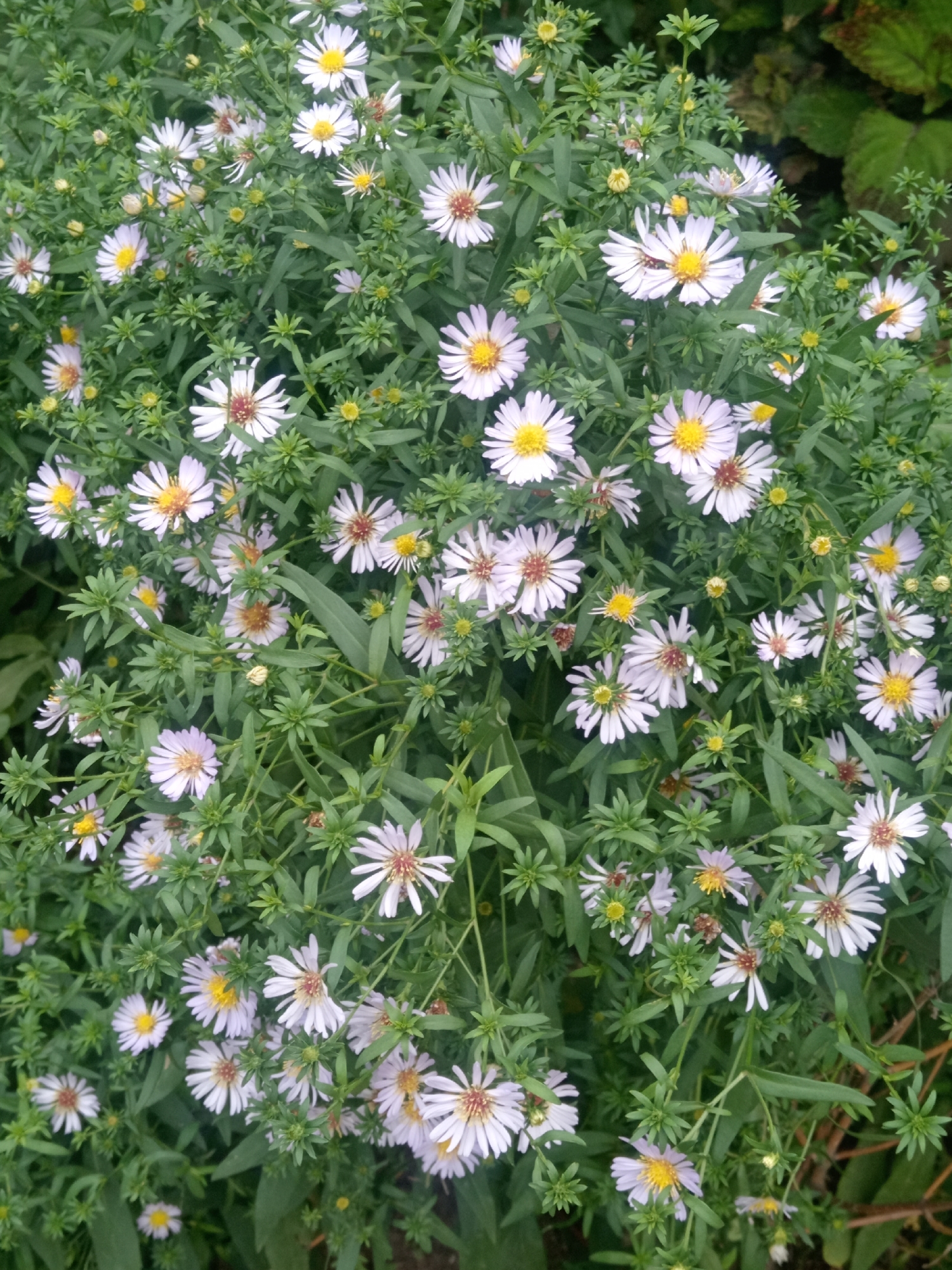 This is a close-up, eye-level, vertical shot of a dense cluster of white and pale purple aster flowers with yellow centers, interspersed with green foliage. The flowers are in various stages of bloom, with some fully open and others appearing as buds. The lighting is natural, suggesting an outdoor setting, possibly a garden or park. The image does not contain any people or specific landmarks that would indicate a precise location within Belogorsk, Russia.