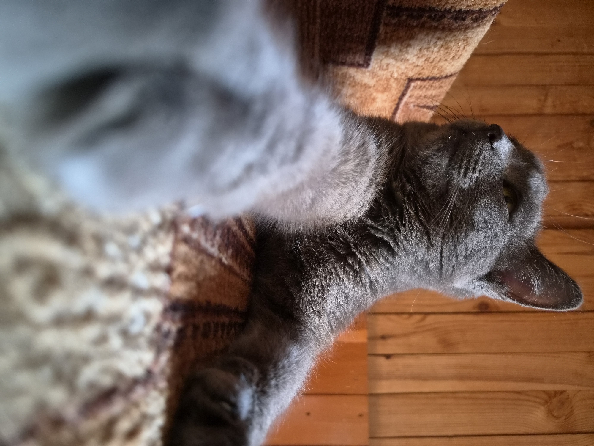 A gray cat lies upside down on an orange wood floor. Part of a brown and orange patterned rug is visible in the background. The cat is the primary subject, and the environment is a domestic interior. No people are visible. The city of Узяр, Russia is not mentioned in the image.
