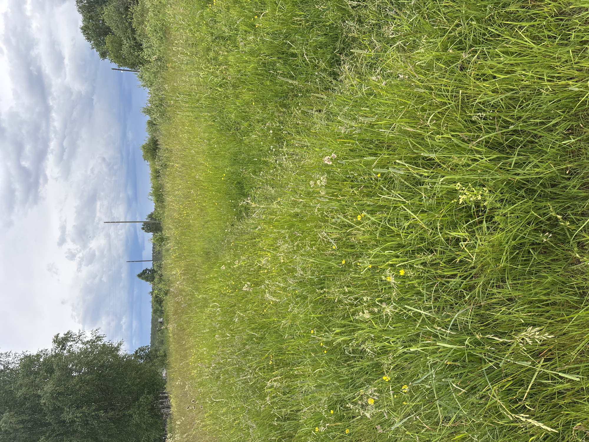 This is a landscape photograph taken in Kurgan, Russia. The image is vertically oriented and depicts a natural scene. The majority of the frame is filled with lush green grass, some of which is quite tall and appears to be a meadow or field. Scattered throughout the grass are small yellow wildflowers.
In the background, the sky is visible with a mix of white clouds and patches of blue. Several utility poles with wires are present, suggesting the presence of infrastructure near this natural area. The horizon line is low, with more trees and vegetation visible in the distance. On the left side of the image, a dense line of trees forms a border, with darker green foliage.
The overall impression is of a bright, possibly sunny day, given the vivid green of the grass and the blue sky. The lighting suggests it is daytime, likely mid-morning or afternoon. The scene appears peaceful and natural, with no people or specific activities evident. The focus is on the texture and color of the grass and the expansive sky.