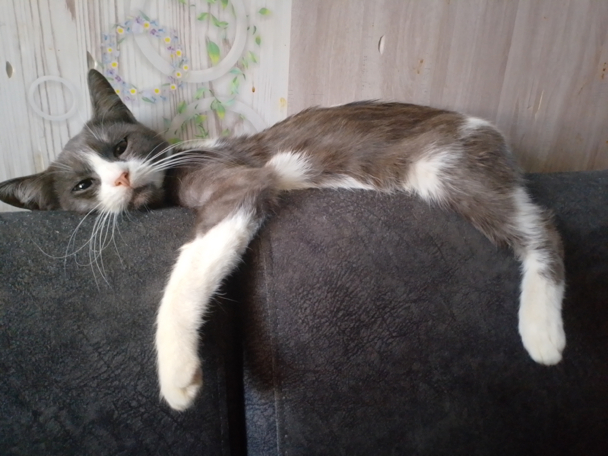 A medium shot captures a cat in a relaxed pose, sprawled across a dark gray upholstered surface, likely a sofa. The cat, with gray and white fur, has its body stretched out, with its front paws dangling over the edge. Its head is turned towards the viewer, revealing a slightly weary expression. The background features a wall with a subtle wood-grain pattern and a decorative floral motif in pastel colors. The lighting appears to be from an overhead source, casting soft shadows. The image is taken indoors, in what appears to be a residential setting. There is no indication of the specific location within Tashla, Russia.