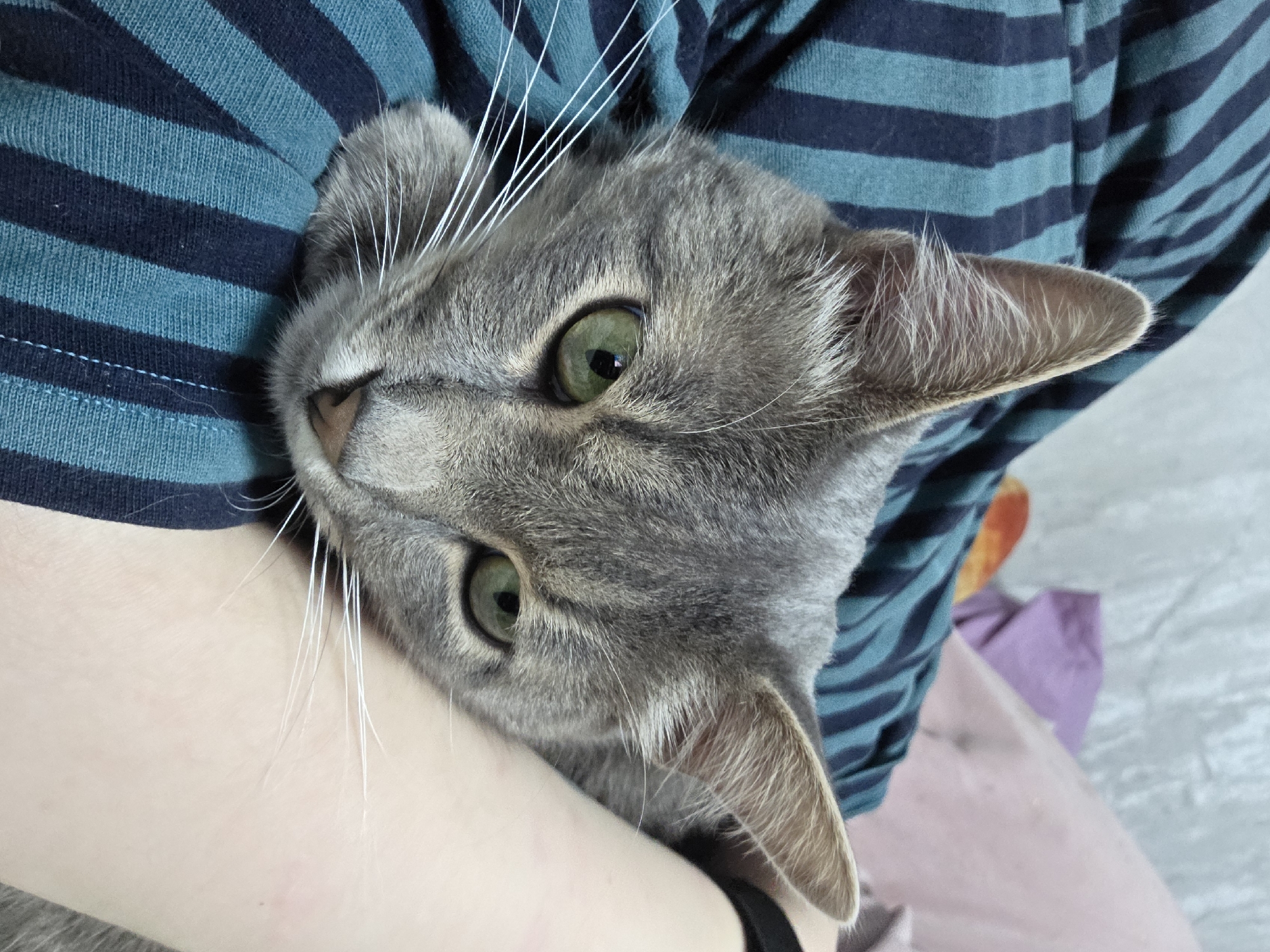 A grey tabby cat with green eyes is resting on a person's lap. The cat is wearing a striped blue and black shirt. The background appears to be indoors, with a blurred wall and some fabric in shades of pink and purple. The image is taken from a close-up perspective, focusing on the cat's face and upper body. The location of the image is not specified in the original request.