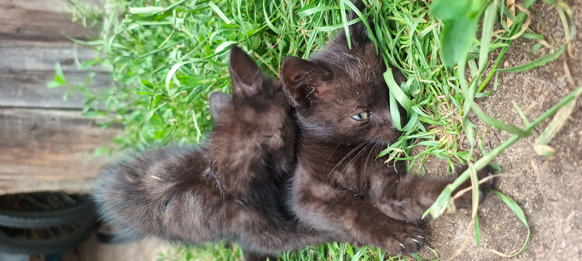 Two black kittens are lying on the ground, nestled amongst green grass and dirt. The kitten in the foreground is lying on its side with its head resting on the ground, its light blue eyes partially closed. Its paws are visible, with white claws extended. The kitten behind it is curled up, with its back towards the camera, its fur appearing slightly fluffy. In the background, a weathered wooden fence and a dark tire are partially visible, suggesting an outdoor, possibly rural or backyard setting.