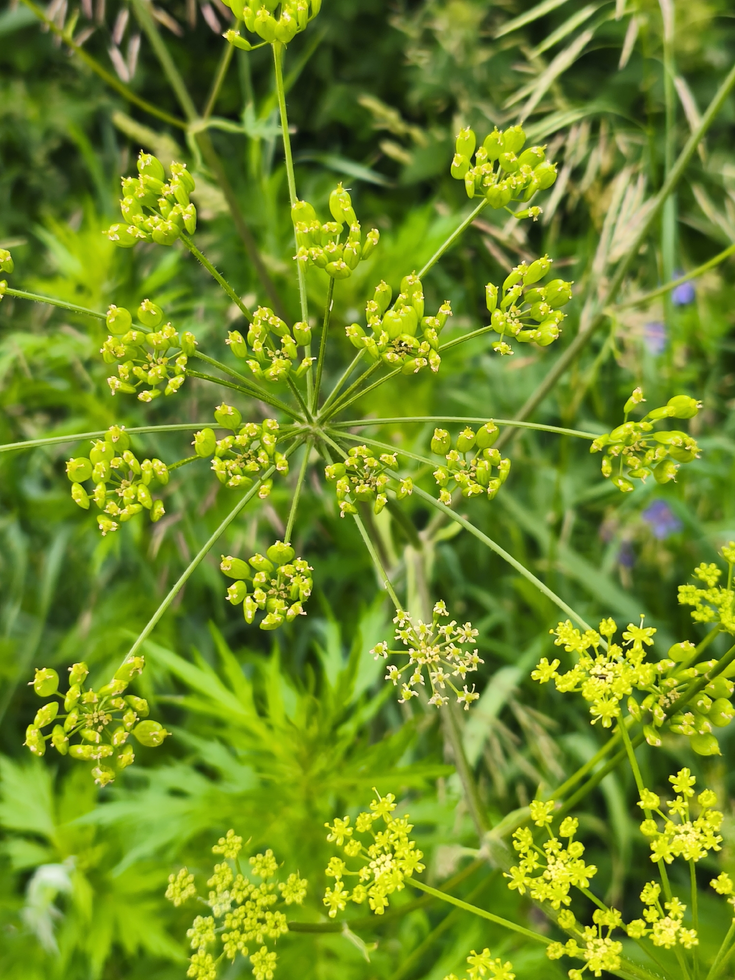 The image is a close-up, top-down view of a plant with green seed pods and small yellow flowers. The plant has a radial structure with thin stems branching out from a central point, each ending in clusters of seed pods or small flower heads. The background is a blur of green foliage, suggesting a natural, outdoor environment. There are no people or man-made objects visible. The specific location of Dolzhikovo, Russia, cannot be determined from the image itself.