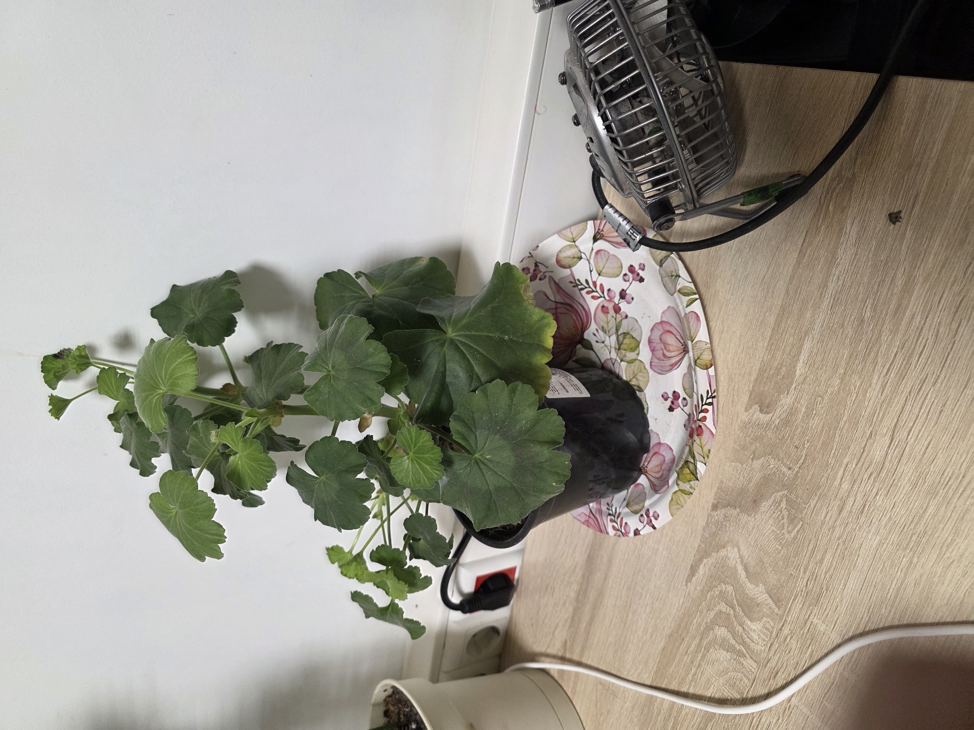 A potted plant sits on a decorative plate on a wooden surface next to a wall. The plant has large green leaves and is in a black plastic pot. A black power cord is plugged into a white electrical outlet on the wall behind the plant. To the right of the plant, a small metal fan is positioned on the wooden surface, its cord also visible. The background is a white wall. The scene appears to be indoors, possibly in a residential setting.