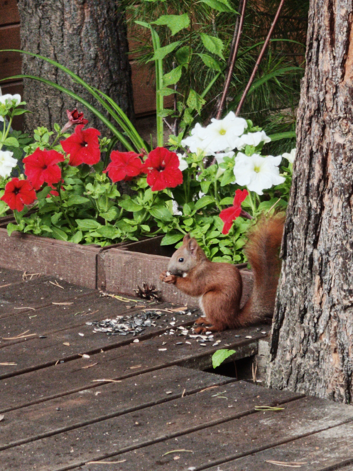 A reddish-brown squirrel is perched on a wooden deck in Angarskie Khutora, Russia, actively eating seeds. The squirrel is positioned to the left of a large tree trunk, its tail curled over its back. In the background, a wooden planter box overflows with vibrant red and white petunias, with lush green foliage surrounding them. The deck surface is made of dark wooden planks, scattered with pine needles and more fallen seeds. The overall scene suggests an outdoor, natural setting within a residential or garden area.