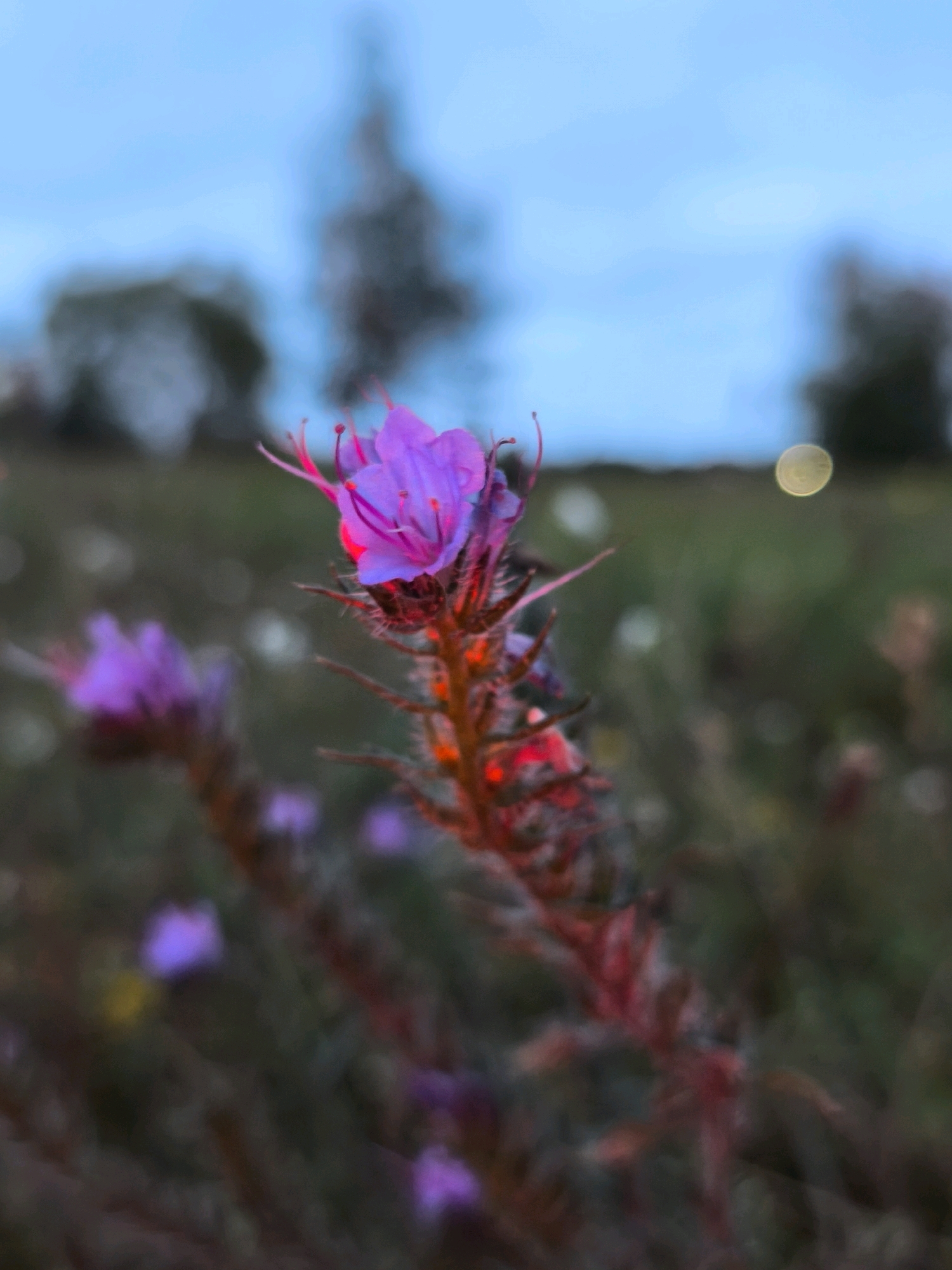 This is a close-up, low-angle, outdoor shot of a vibrant purple flower with delicate, thin petals and red stamen. The flower is illuminated with a strong red light from below, creating a dramatic contrast. The stem of the flower is fuzzy and reddish-brown. In the background, other purple flowers and hints of yellow are visible, out of focus. The background is a blur of green foliage and a pale blue sky. There is a soft, yellowish bokeh in the upper right quadrant. The scene appears to be a natural setting, possibly a field or garden, at dusk or dawn. There is no indication of the specific location in Mahilyow, Belarus.
