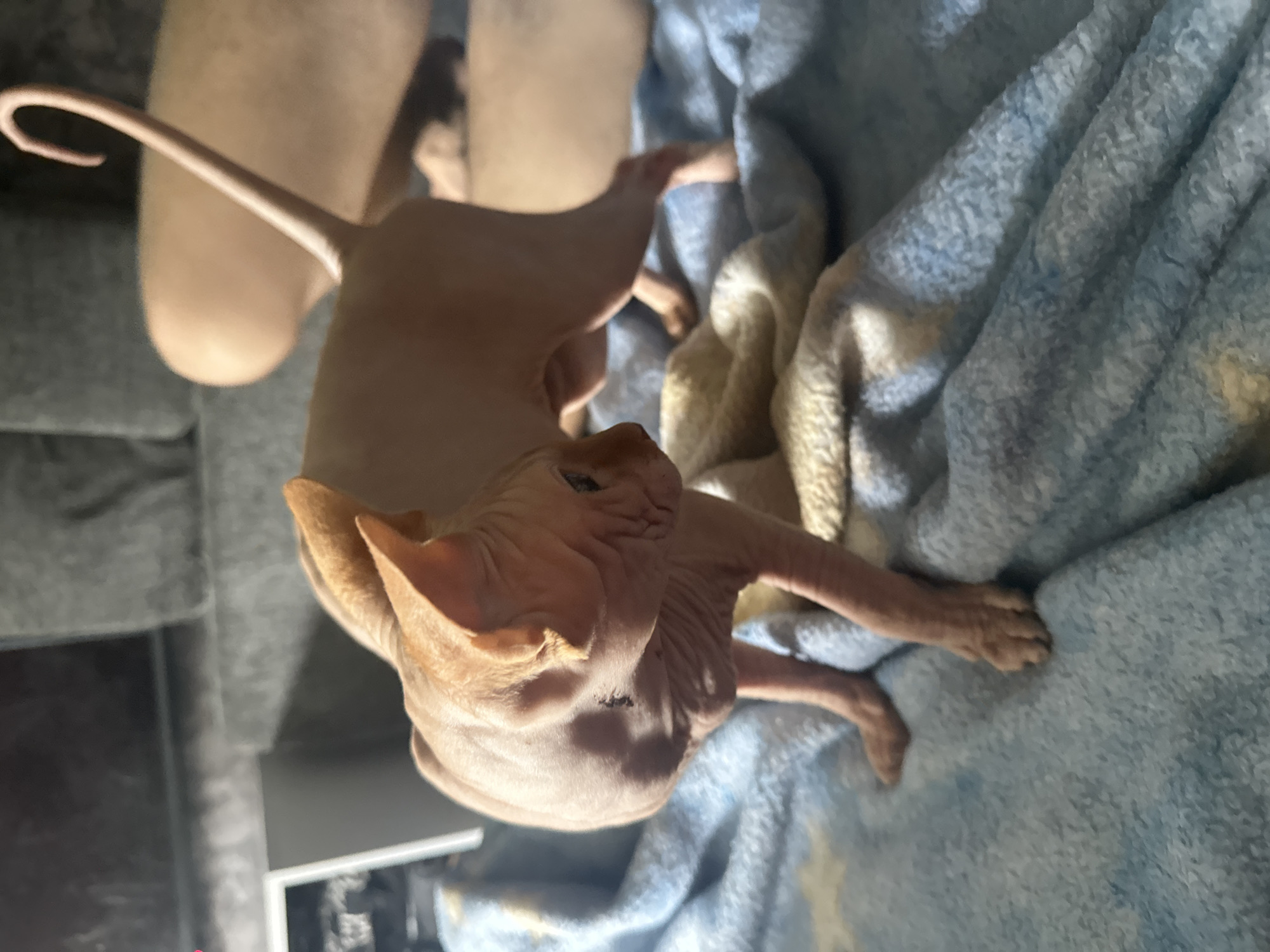 A hairless cat, possibly a Sphynx, stands on a blue blanket with a white star pattern. The cat is peachy-pink in color and has large ears. The blanket is draped over furniture, which appears to be a couch. A person's legs are visible in the background, resting on the furniture. The scene is indoors, likely a living room. The image does not provide information about the city of Maladzyechna, Belarus.