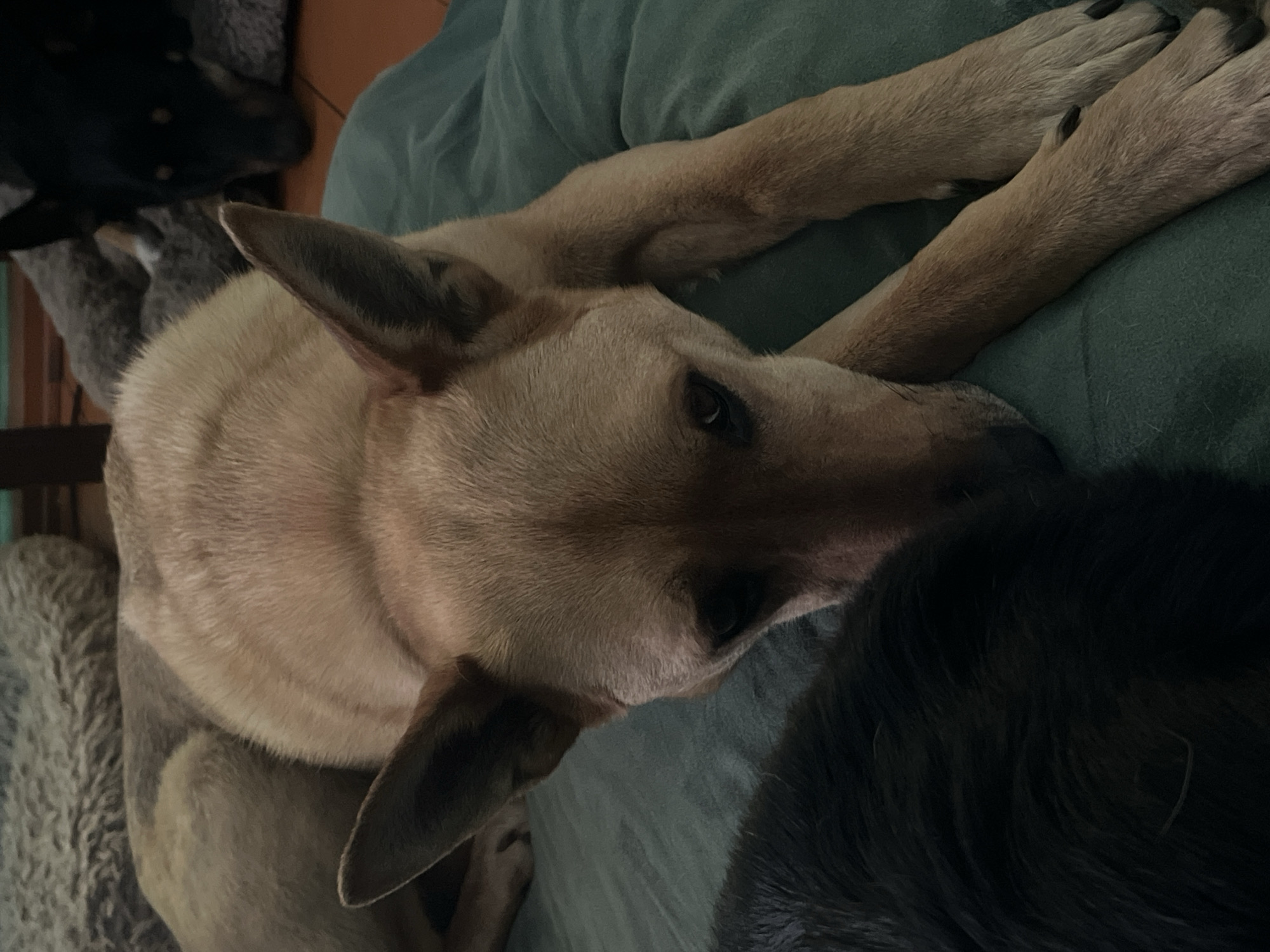 A tan dog with pointed ears lies on a green cushioned surface, extending its front legs forward. A black dog is partially visible beneath the tan dog's head. To the left of the tan dog is a grey cushion.
There is no information related to Nizhny Tagil, Russia in the image.