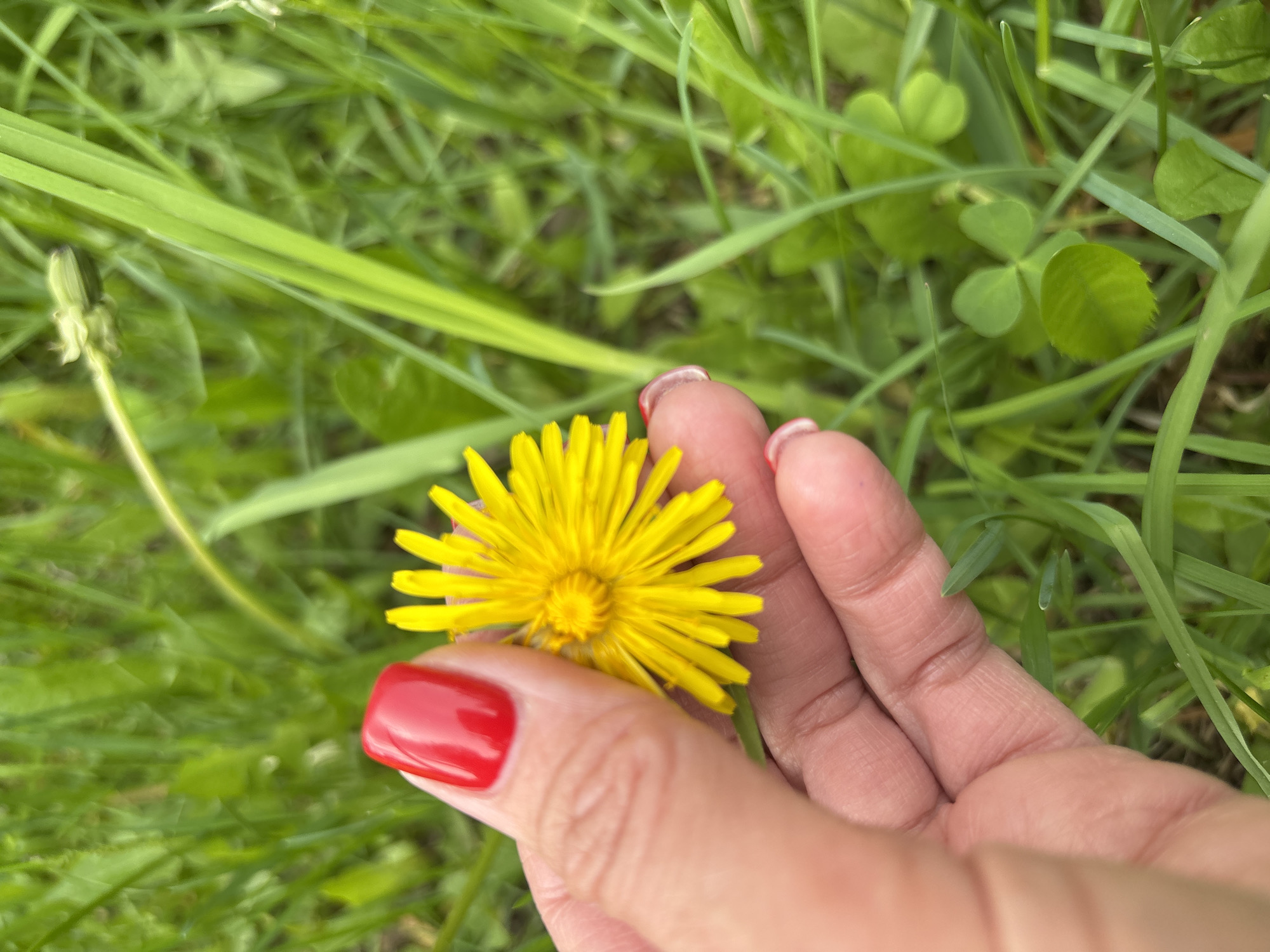 A close-up shot shows a hand holding a bright yellow dandelion flower in a grassy area. The hand has one fingernail painted red and another with pinkish-white nail polish. The background consists of green grass, clover, and other small plants. A closed dandelion bud is visible in the lower left of the image. The image was taken in the city of Chaikovsky, Russia.