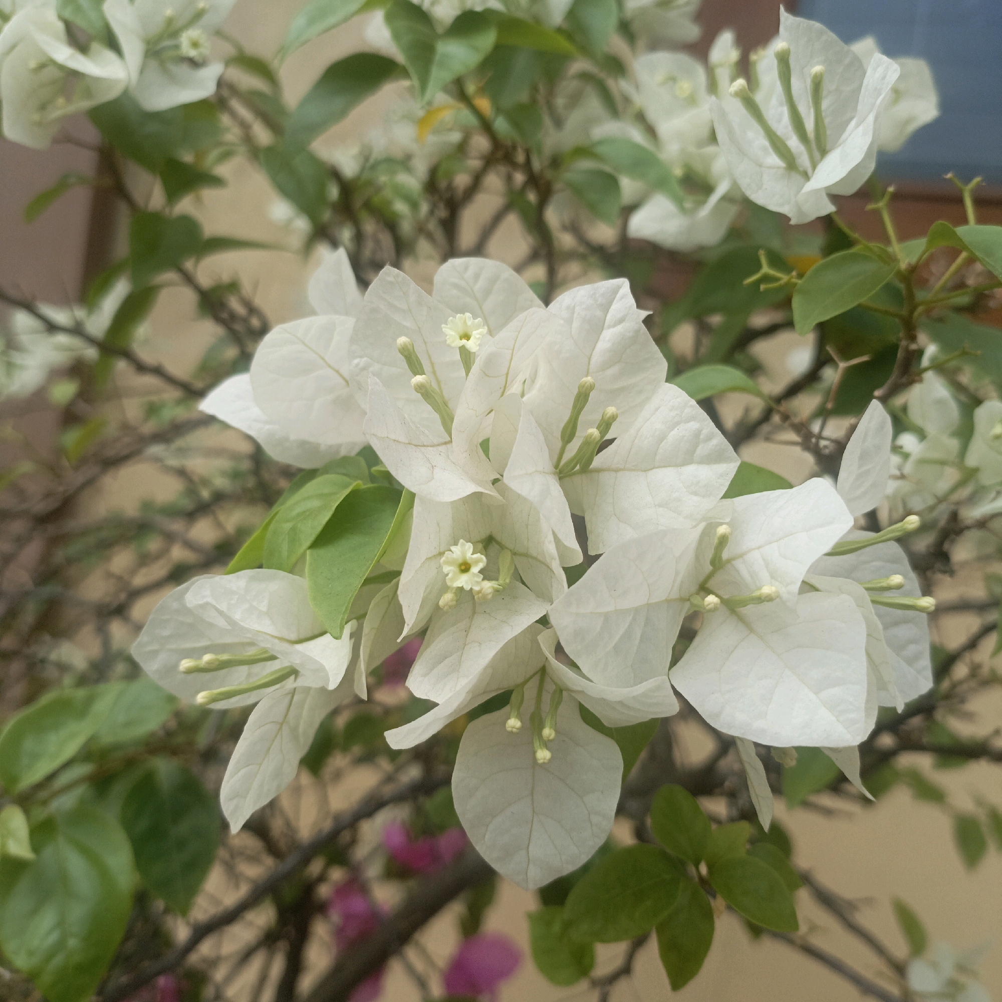 The image is a close-up, eye-level shot of a cluster of white bougainvillea flowers with green leaves and thorny branches. The flowers are delicate and translucent, with prominent veins. Several small, light-yellow centers are visible within the flowers. The background is a soft blur of earthy tones, suggesting an outdoor setting. In the lower portion of the image, hints of blurred pink and magenta bougainvillea can be seen, indicating the presence of other flowers in the vicinity. The lighting is soft and diffused, highlighting the textures and colors of the flowers and foliage. The specific location of this image in Salatiga, Indonesia, is not discernible from the visual information provided.