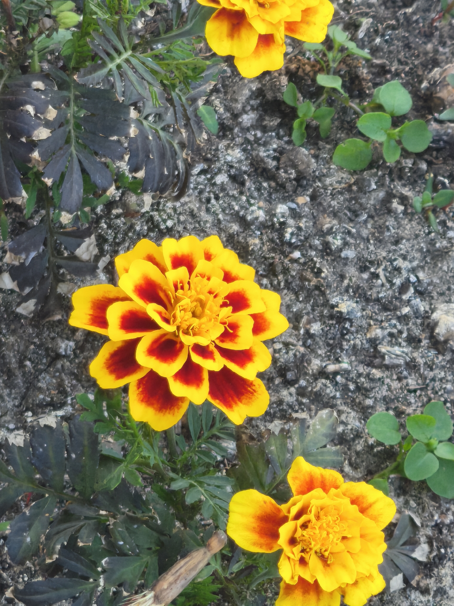 A close-up, top-down view captures a patch of ground with two vibrant marigolds. The marigolds are predominantly yellow with striking red centers. One marigold is in sharp focus in the lower center of the frame, its petals unfurled. Another, slightly out of focus, is positioned in the upper left corner. The background consists of dark, textured soil interspersed with small green sprouts and several dark green leaves, some of which appear wilted or damaged. The overall impression is of a garden bed. There is no indication of people or any specific location within Yoshkar-Ola, Russia.