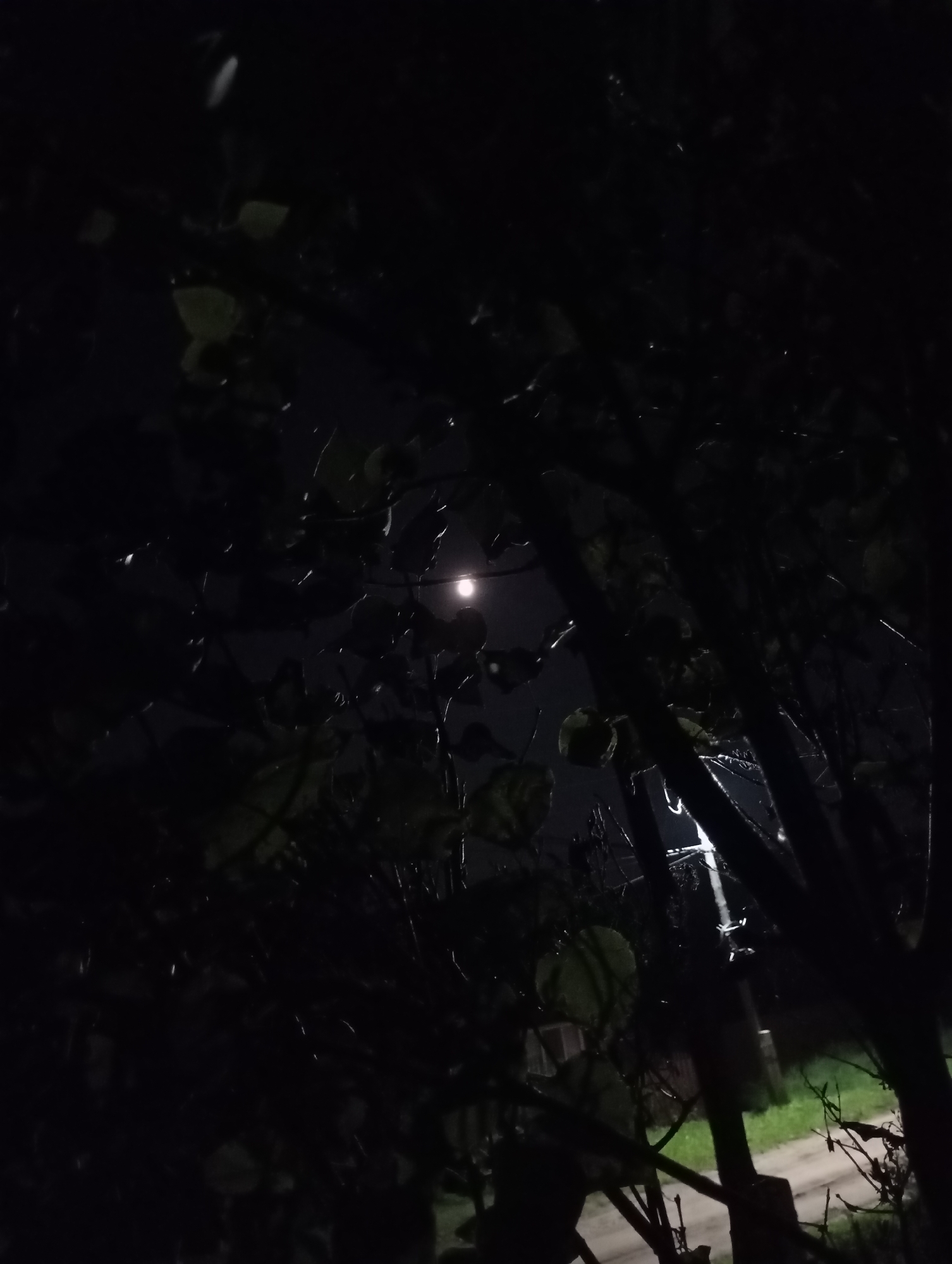 The image is a nighttime scene, with a bright full moon visible through dark, silhouetted tree branches and leaves. A streetlamp, emitting a bright beam of light, is also visible in the background. The ground appears to be a dirt road or path, with some patches of green grass visible. The overall atmosphere is dark and somewhat moody, suggesting a quiet, possibly rural or suburban, setting. There are no people or animals visible in the image. The location is identified as Fokinsky District, Bryansk Oblast, Russia.