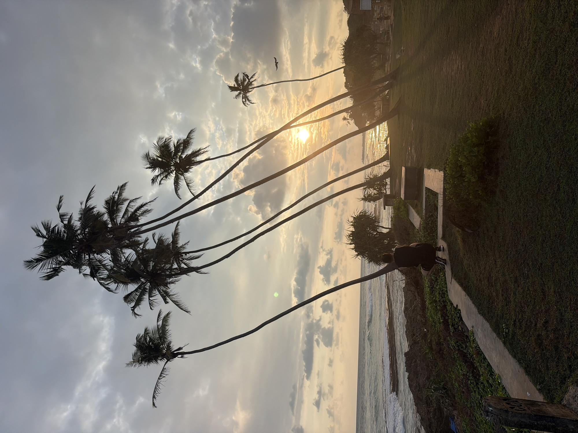 The image depicts a coastal scene at sunset in Habaraduwa, Sri Lanka. Several tall, silhouetted coconut palm trees lean towards the right, framing the setting sun over the ocean. A bird is visible in flight above the trees. On the right side of the frame, a grassy area with some vegetation slopes down to a rocky coastline, where waves are breaking. A path runs along the edge of the grass and a dark-clothed figure is on the path looking out at the ocean. A small building is visible in the far upper-right. The sky is overcast with clouds, and the overall lighting is dim and warm due to the sunset.