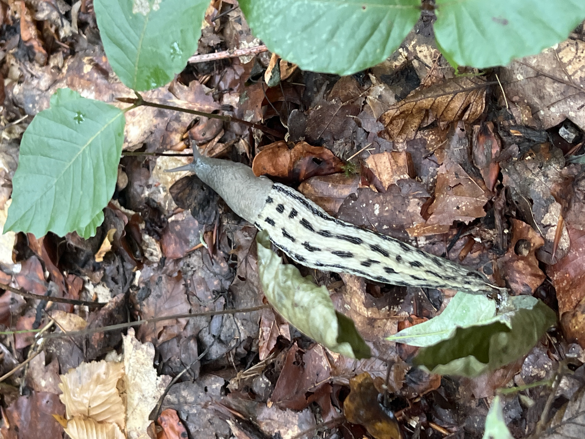A spotted garden slug is on the ground covered in fallen leaves in Сонячне, Ukraine. The slug is light gray with black spots and is moving from left to right. Green leaves are visible in the foreground and background. The ground is covered with brown and tan fallen leaves.