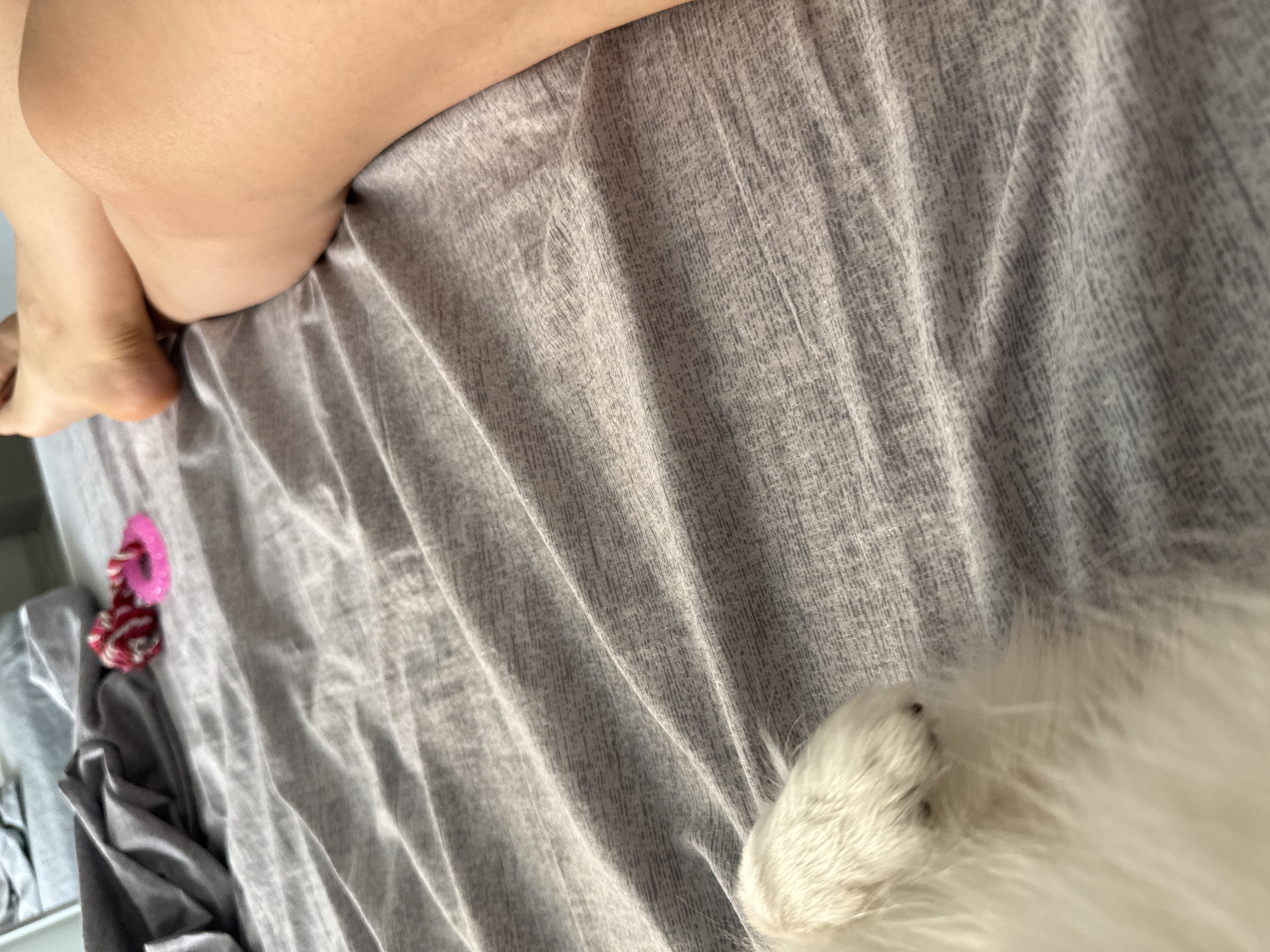 A close-up shot captures a person's legs, one bent with the foot resting behind the knee, and a white dog's paw on a wrinkled grey sheet. The leg is tanned and smooth, with faint veins visible. The dog's paw is fluffy white fur with visible dark nails. In the background, a pile of grey fabric and two small toys - a red and white ball and a pink ring - are visible. The scene is indoors, likely on a bed. There is no specific location information that can be discerned from the image to place it in Stara Zagora, Bulgaria.