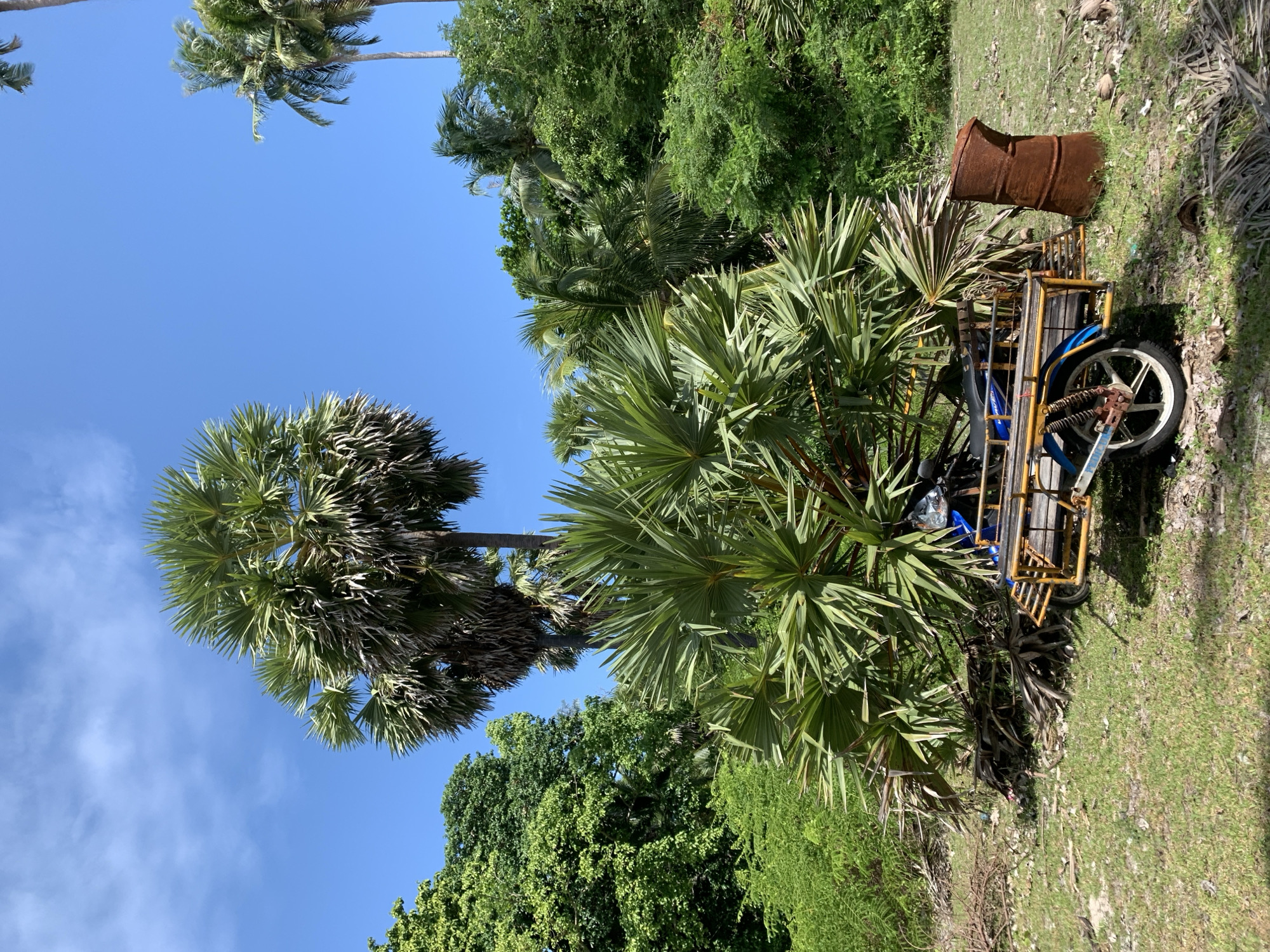In the Ko Samui District of Thailand, an outdoor scene unfolds under a clear blue sky dotted with wispy clouds. A prominent palm tree with fan-shaped leaves dominates the foreground, its branches spreading wide. To its left, a dense canopy of lush green trees creates a vibrant backdrop. In the mid-ground, a blue motorcycle with a yellow sidecar is parked on the grassy terrain, its weathered metal frame and spoked wheel suggesting it has seen considerable use. Beside the motorcycle, a rusted, cylindrical barrel stands upright, its surface pitted and textured. In the background, more palm trees and dense vegetation complete the tropical landscape, with fallen palm fronds scattered on the ground. The overall impression is one of a serene, natural setting with elements of human presence.