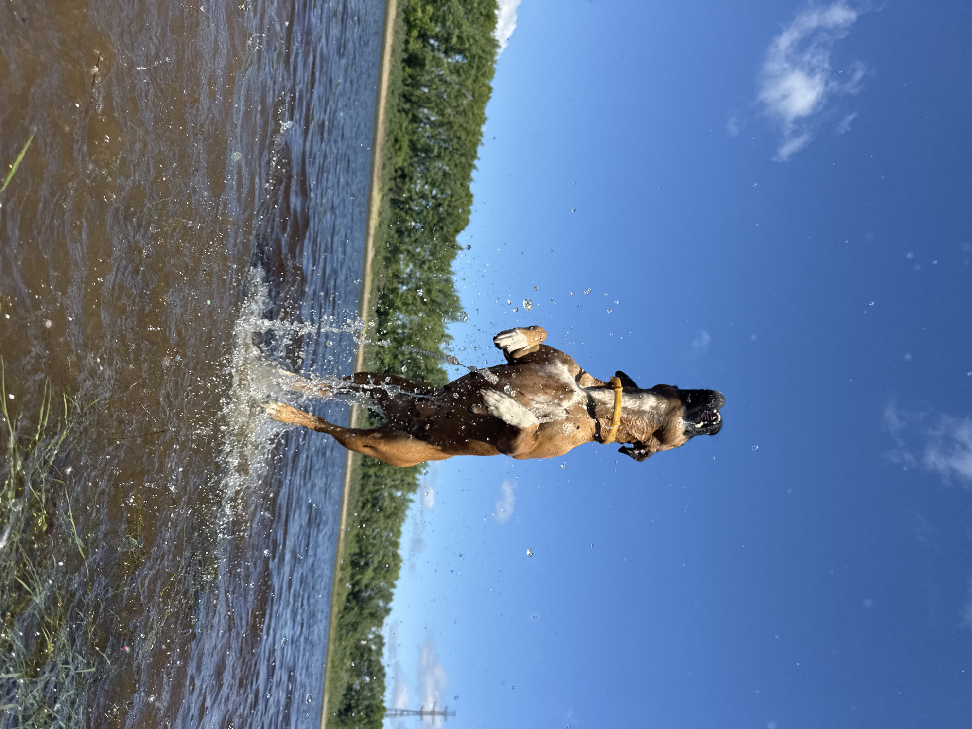 A brown dog with white markings is captured mid-air, leaping out of the water. The dog is wearing a yellow collar and its body is angled upwards, with its hind legs still submerged in the water, creating a splash. The water is a murky brown color, with grass visible along the edge in the foreground. In the background, a line of green trees borders the water, and a clear blue sky with a few scattered clouds is overhead. To the far right, a power line tower is visible on the horizon. The scene appears to be a body of water in a natural setting, possibly a river or lake. This location is consistent with the Kama River embankment in the city of Chaikovsky, Russia, known for its recreational areas.