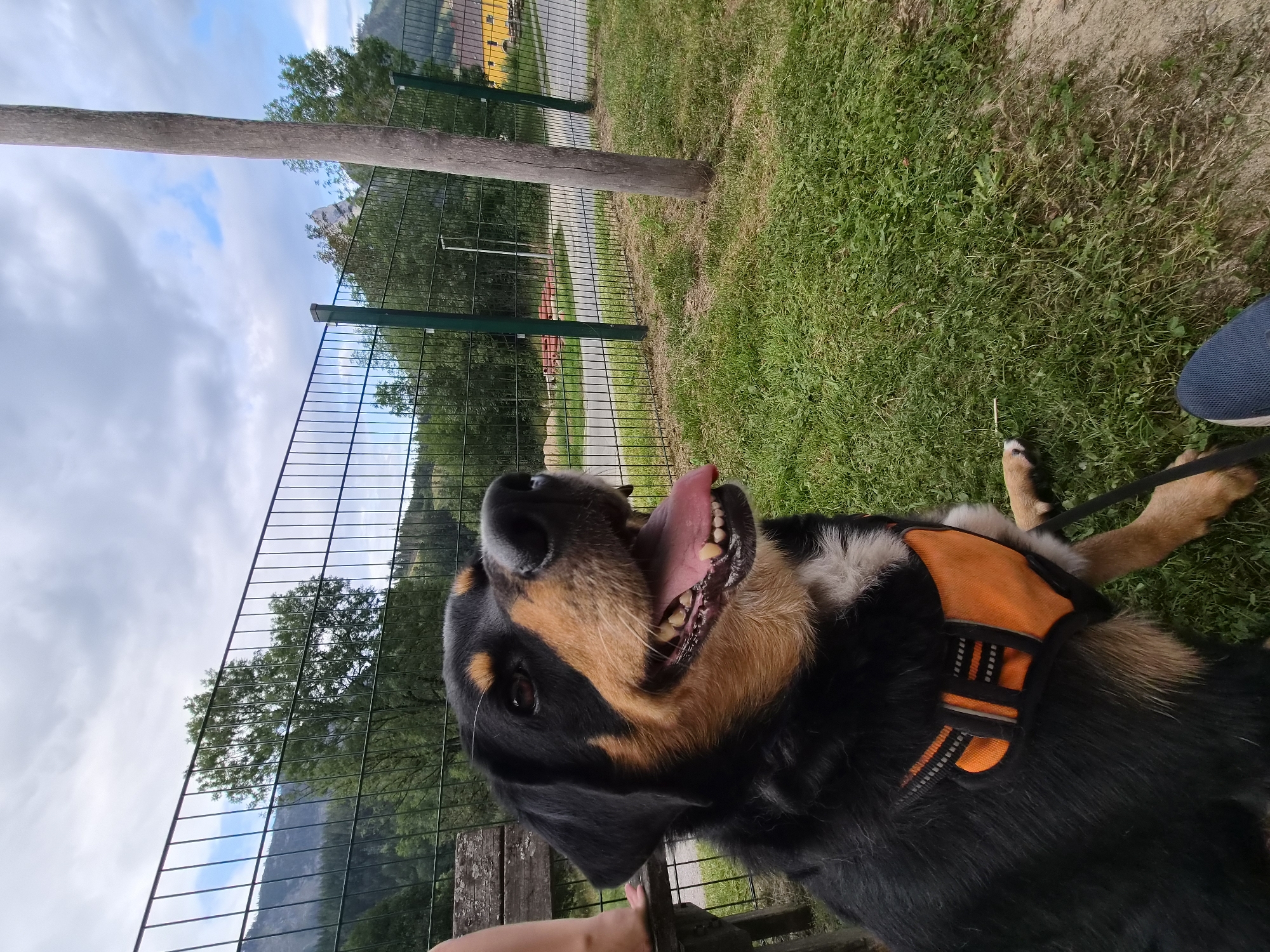 A medium shot photograph captures a large black and tan dog, wearing an orange reflective harness, sitting on a grassy area. The dog's mouth is open, revealing its tongue and teeth, suggesting it is panting or smiling. In the background, a green metal fence runs horizontally across the frame, separating the grassy area from a road and a yellow building. Beyond the fence, trees and hills are visible, indicating a rural or semi-rural setting. The sky is overcast with patches of blue. The image is taken from a low angle, focusing on the dog's face and upper body. A portion of a wooden bench and a person's leg are visible on the left side of the frame. The scene appears to be in Eisenerz, Austria, a location known for its mountainous terrain and mining history.