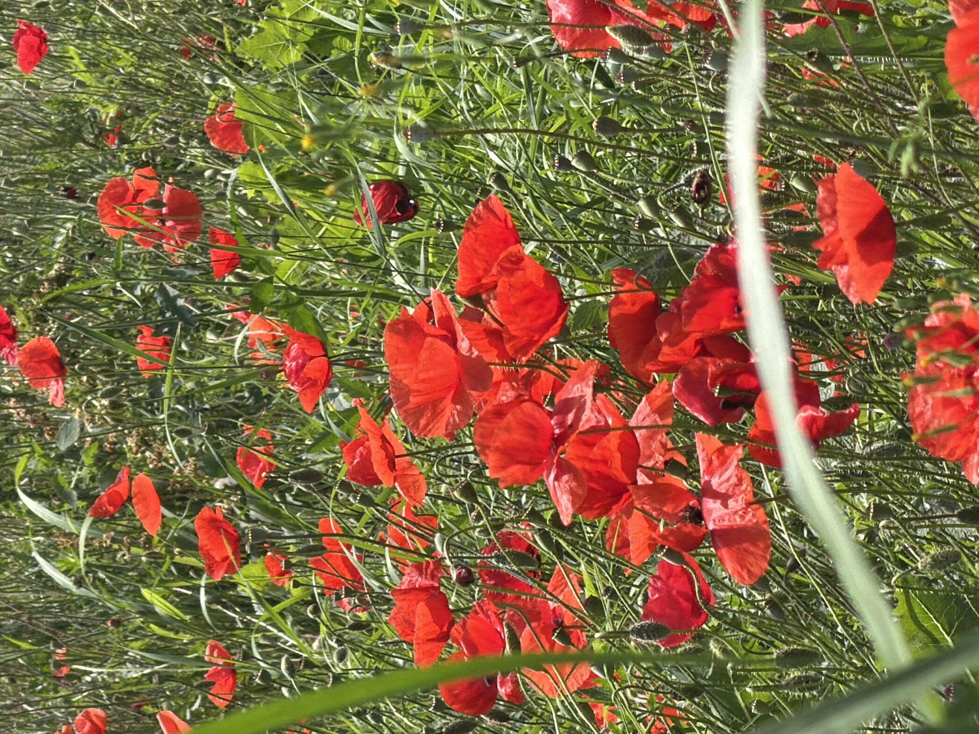 A close-up, low-angle shot captures a field of vibrant red poppies interspersed with green grass and stalks. The poppies, in various stages of bloom, display their delicate, crinkled petals. Several seed pods are visible among the flowers and foliage. The scene is bathed in natural sunlight, creating bright highlights and some shadows within the dense growth. The image appears to be an outdoor scene, possibly a meadow or a roadside, given the presence of wild vegetation. The location is specified as Selanovtsi, Bulgaria. There are no people or animals depicted in the image.