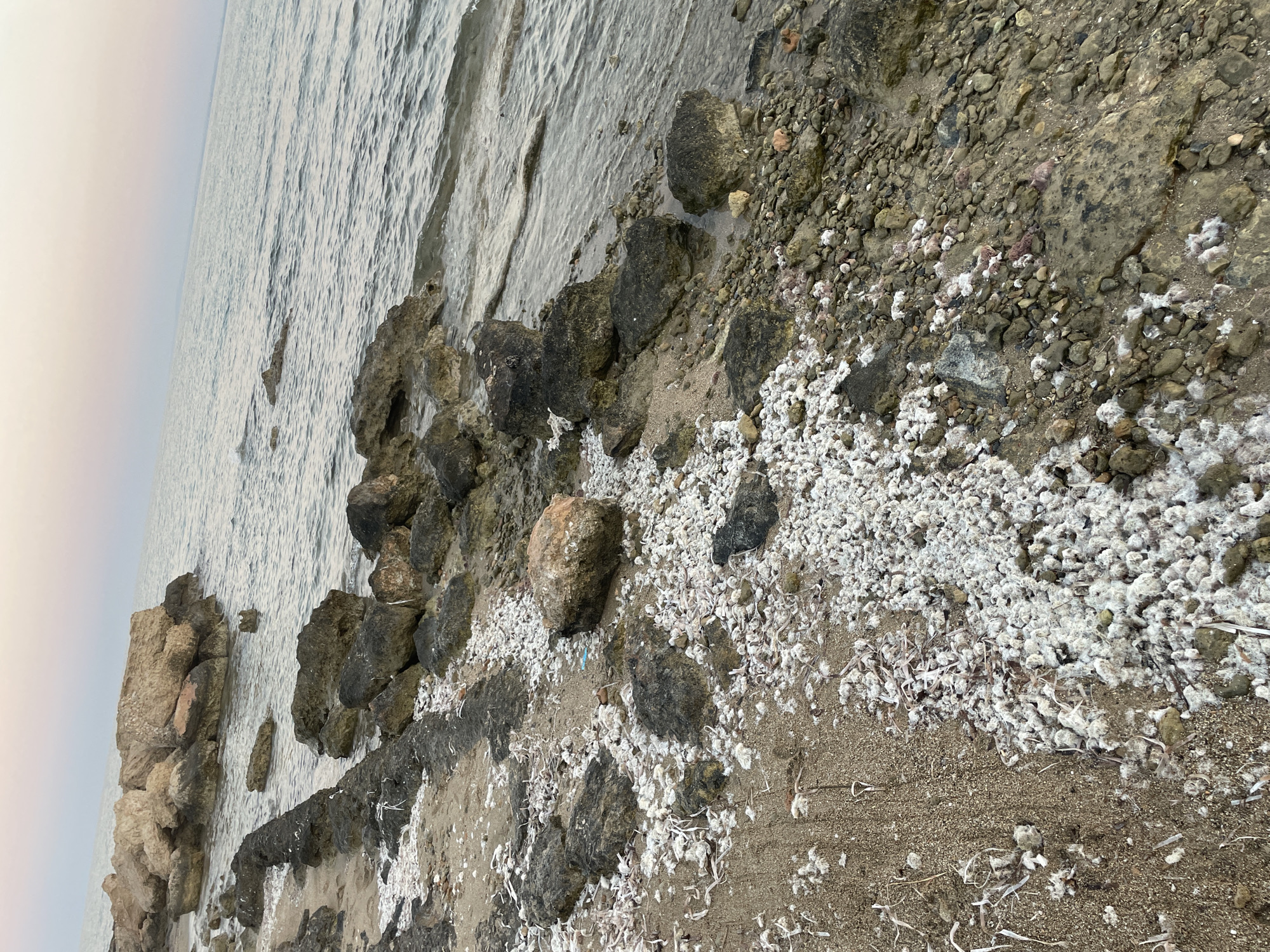 The image depicts a rocky shoreline at dusk. The foreground is covered with sand, small rocks, and white, fluffy debris. Larger, dark rocks are scattered along the beach, some submerged in the shallow water. In the background, the calm sea stretches to the horizon, meeting a pale, dusky sky. The scene appears to be a natural, unpopulated coastal area, likely in or near Trikomo, Northern Cyprus / Cyprus, given the context provided, but without specific landmarks, definitive identification of the exact location within Trikomo is not possible.