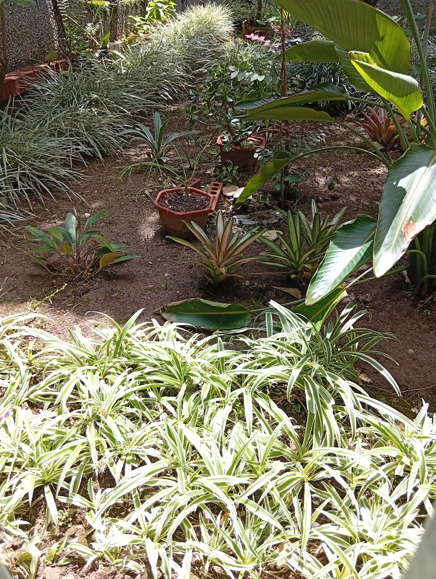 The image depicts a garden area with various plants and a sandy soil ground. In the foreground, a dense cluster of spider plants with variegated green and white leaves dominates the scene. Behind these, further into the garden, are other plants, including what appears to be a Bird of Paradise plant with large green leaves. Several potted plants are visible, some in terracotta-colored pots, and one appears to be constructed from bricks. The ground is covered with soil, with some scattered leaves and debris. Sunlight is casting shadows, indicating an outdoor setting. The location is identified as a garden in San Antonio de Los Altos, Venezuela. There are no people or animals present in the image.