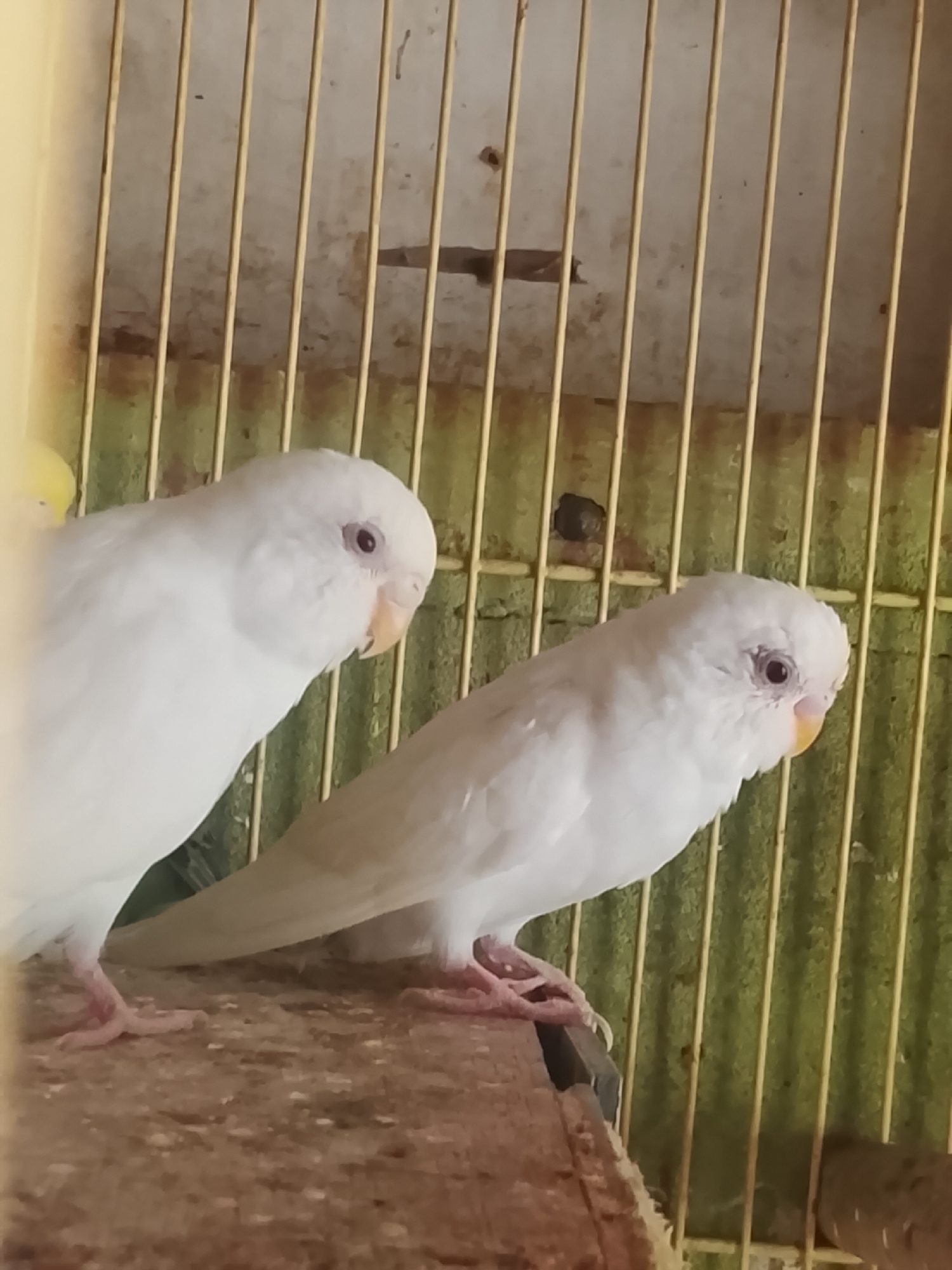 Two albino budgies are perched on a wooden surface inside a cage. The cage has yellow bars and a green background. The budgie on the left is facing left, with its head tilted. The budgie on the right is facing right, with its body turned slightly towards the viewer. The budgie on the right appears to be slightly behind the budgie on the left. The ground beneath the birds is a rough, grainy texture, possibly soil or seed. The environment appears to be indoors, given the cage structure and the lighting. There are no people visible in the image. The image was taken in the city of Kuta Trieng, Indonesia.