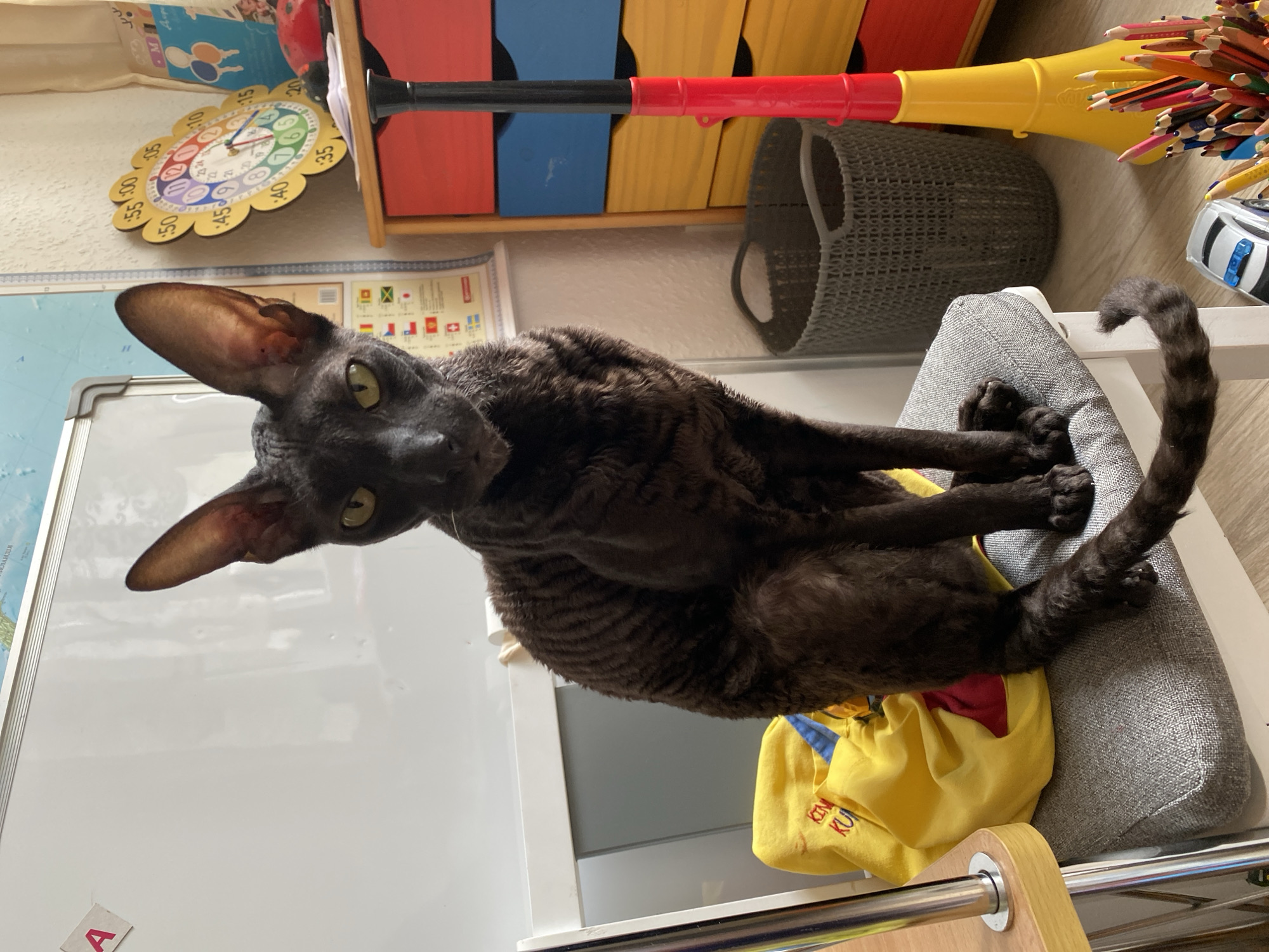 A dark-colored Cornish Rex cat with large ears and wavy fur is sitting on a gray upholstered chair. The cat is positioned in the center of the frame, looking directly at the camera with green eyes. To the left of the cat, on the chair, is a crumpled yellow fabric bag with some red and blue visible. Behind the cat, a portion of a whiteboard is visible, with a red letter "A" attached. To the right of the cat, a colorful set of drawers with red, blue, and yellow fronts is visible. Next to the drawers, a grey woven basket is placed on the floor. In front of the drawers, a yellow and red plastic horn-like object stands upright, and a collection of colored pencils in a holder is also visible. A small toy car is on the floor near the pencils. The environment appears to be an indoor space, possibly a room in a house or classroom, with educational materials visible in the background. There is no indication of the location being in the city of Flammersfeld, Germany.