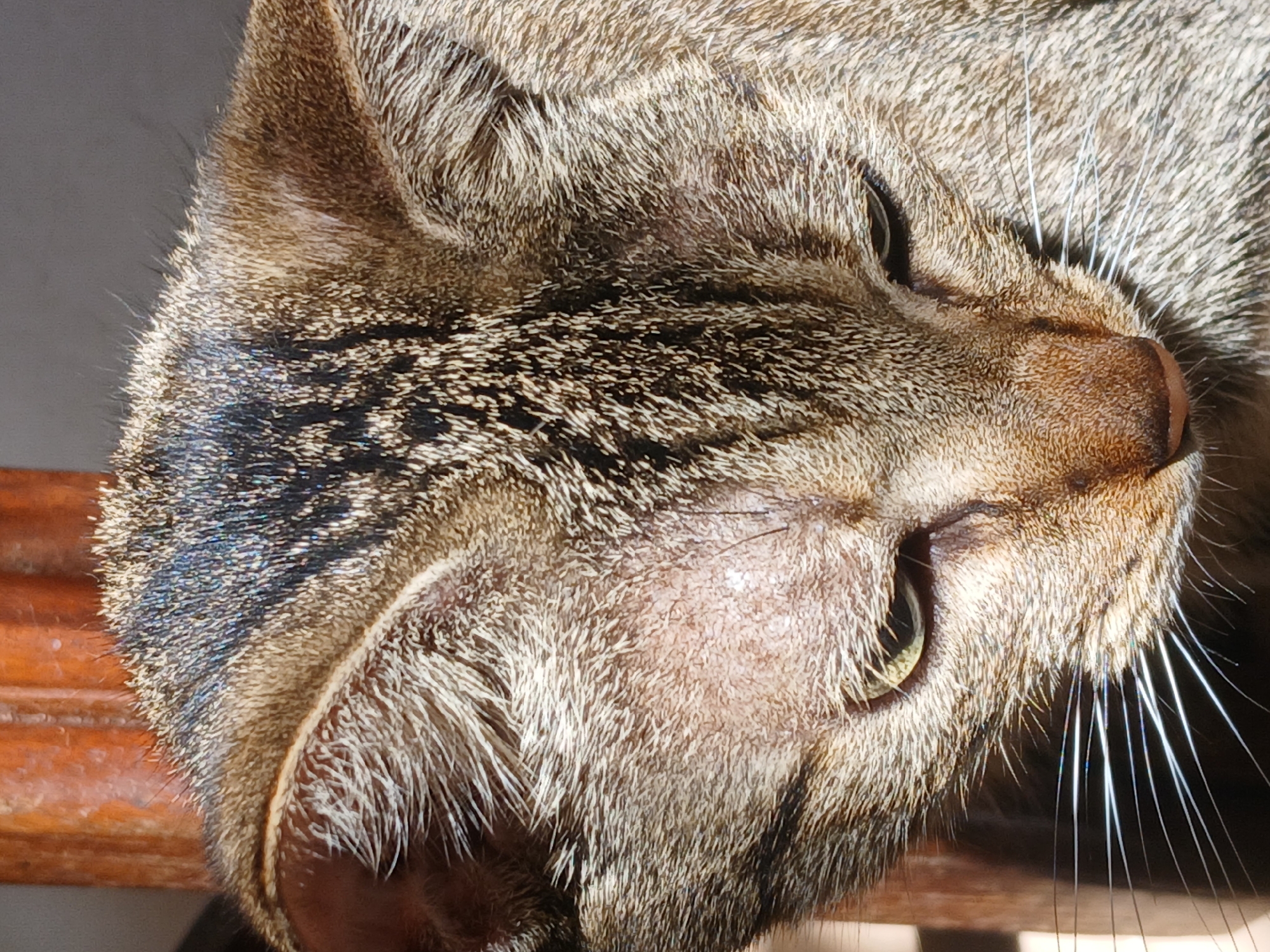 A domestic tabby cat is depicted in a close-up, head-shot perspective, looking downwards. The cat exhibits a brown, black, and grey striped fur pattern. Notably, there is an area of sparse fur on the upper left side of the cat's head (its right side), revealing pinkish skin. Its eyes are partially visible, with greenish-yellow irises. The nose is a reddish-brown color, and multiple white whiskers extend from the muzzle. The fur is brightly illuminated, creating highlights and shadows on the animal's face and fur. The immediate background is blurred, showing a reddish-brown, possibly wooden, vertical element on the left and a darker, indistinct area on the right. The scene is located in Ciudad Guayana, Venezuela.