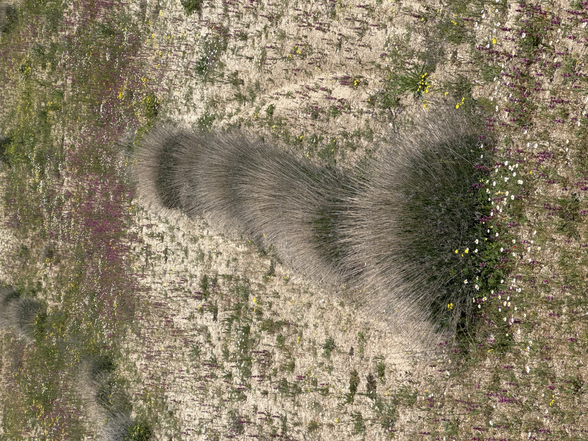 Aerial view of a semi-arid landscape, possibly near Avanos, Turkey, characterized by sparse vegetation. Dominant feature is a large clump of dry, straw-like grass or scrub vegetation extending across the scene from bottom to top right. Ground cover includes patches of exposed sandy soil interspersed with flowering plants, predominantly purple, white, and yellow. Scattered individual clumps of similar dry vegetation are also present. No people or animals are visible.