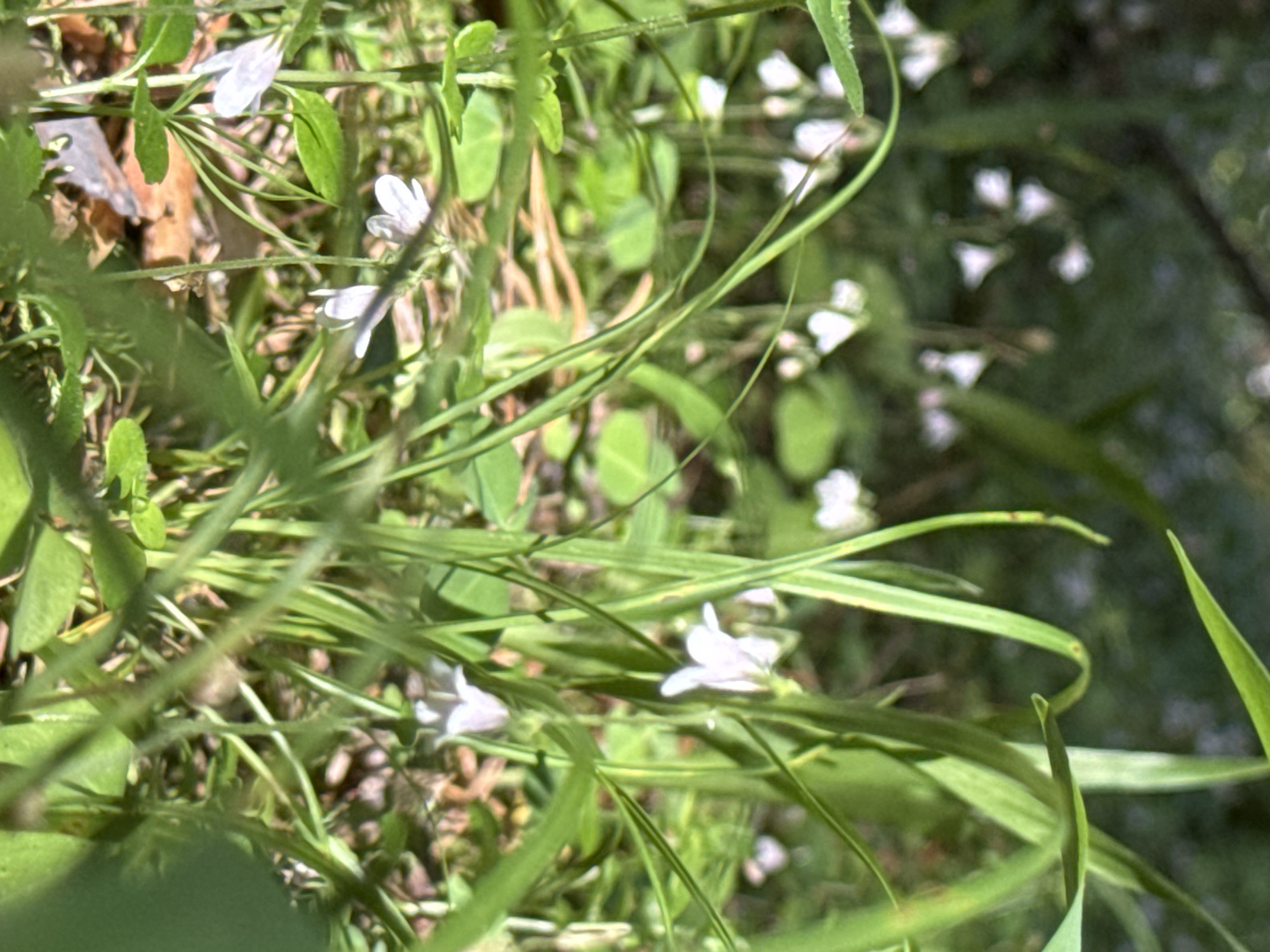 This is a close-up, outdoor, low-angle shot of a forest floor in Votkinsk, Russia, featuring numerous small, delicate white flowers nestled amongst lush green grass and foliage. The lighting suggests it is daytime, with dappled sunlight illuminating the scene. The flowers have a bell-like shape with prominent stamens. Some leaves are broad and green, while others are thin and grass-like. A few fallen leaves are visible on the ground. The background is blurred, indicating a shallow depth of field, and consists of more greenery and possibly tree trunks. No people or animals are present. The overall impression is one of a natural, serene woodland environment in bloom.