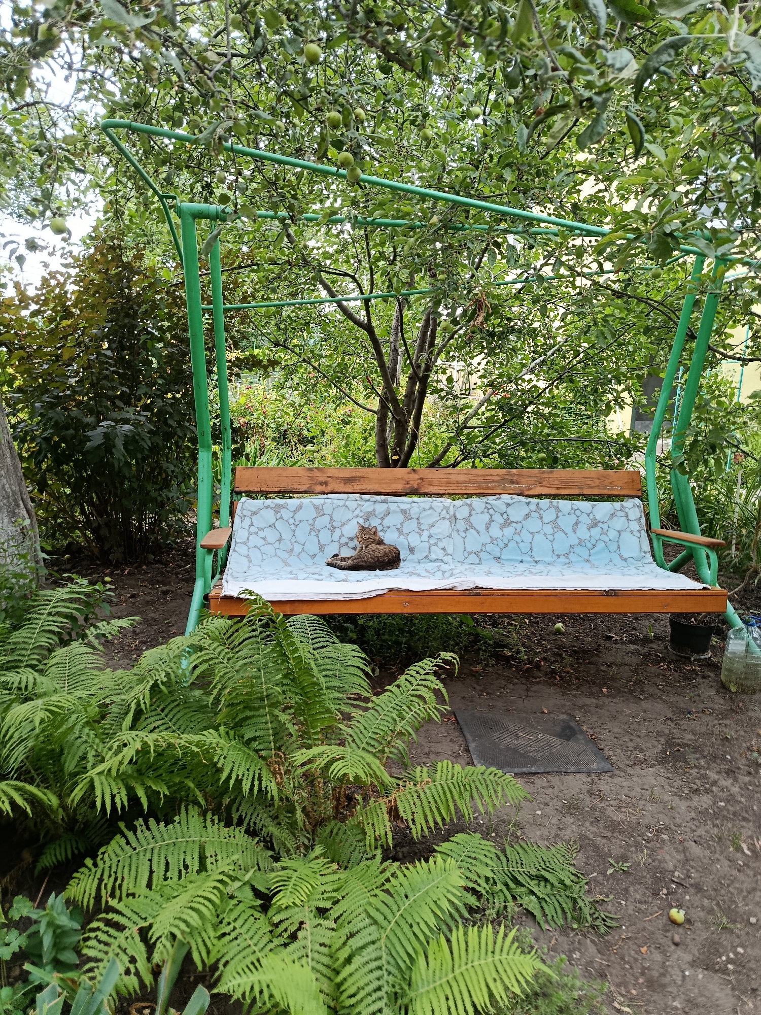 A tabby cat is lying on a swing seat in a backyard in Saratov, Russia. The swing set is green and made of metal. The seat is made of wood with a light blue patterned cushion. The cat is lying on its side, facing left. In the background, there are trees with green leaves and some small green apples. In the foreground, there are several large green ferns. The ground is covered in dirt and some fallen leaves. There is a black rubber mat on the ground to the right of the swing. A clear plastic bottle with a blue lid is next to the mat.