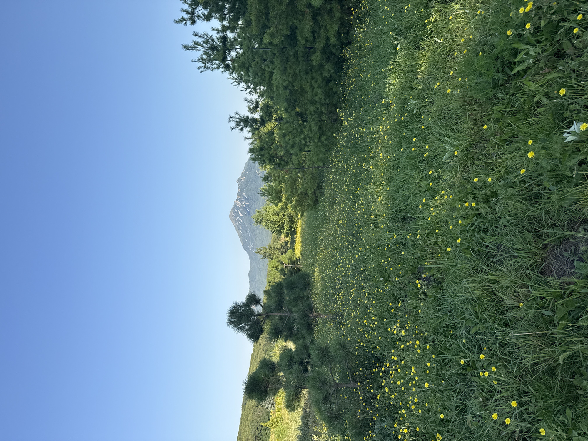 The image depicts a scenic natural landscape under a clear blue sky. In the foreground, a lush green meadow is densely populated with small yellow wildflowers and tall grasses. Several pine trees are scattered throughout the meadow, with a cluster of larger pine trees forming a line towards the right side of the frame. In the background, rolling hills covered in vegetation lead to a majestic mountain with a snow-capped peak. The overall impression is one of a serene, undeveloped natural environment.
While the image captures a beautiful natural setting, its precise location within the city of Pyatigorsk, Russia, cannot be definitively determined solely from the visual information provided. Pyatigorsk is known for its proximity to the Caucasus Mountains, and the mountain depicted in the background is consistent with the mountainous terrain surrounding the city. The presence of meadows and pine forests is also typical of the region. However, without specific landmarks or identifying features, pinpointing an exact location within or near Pyatigorsk is not possible.