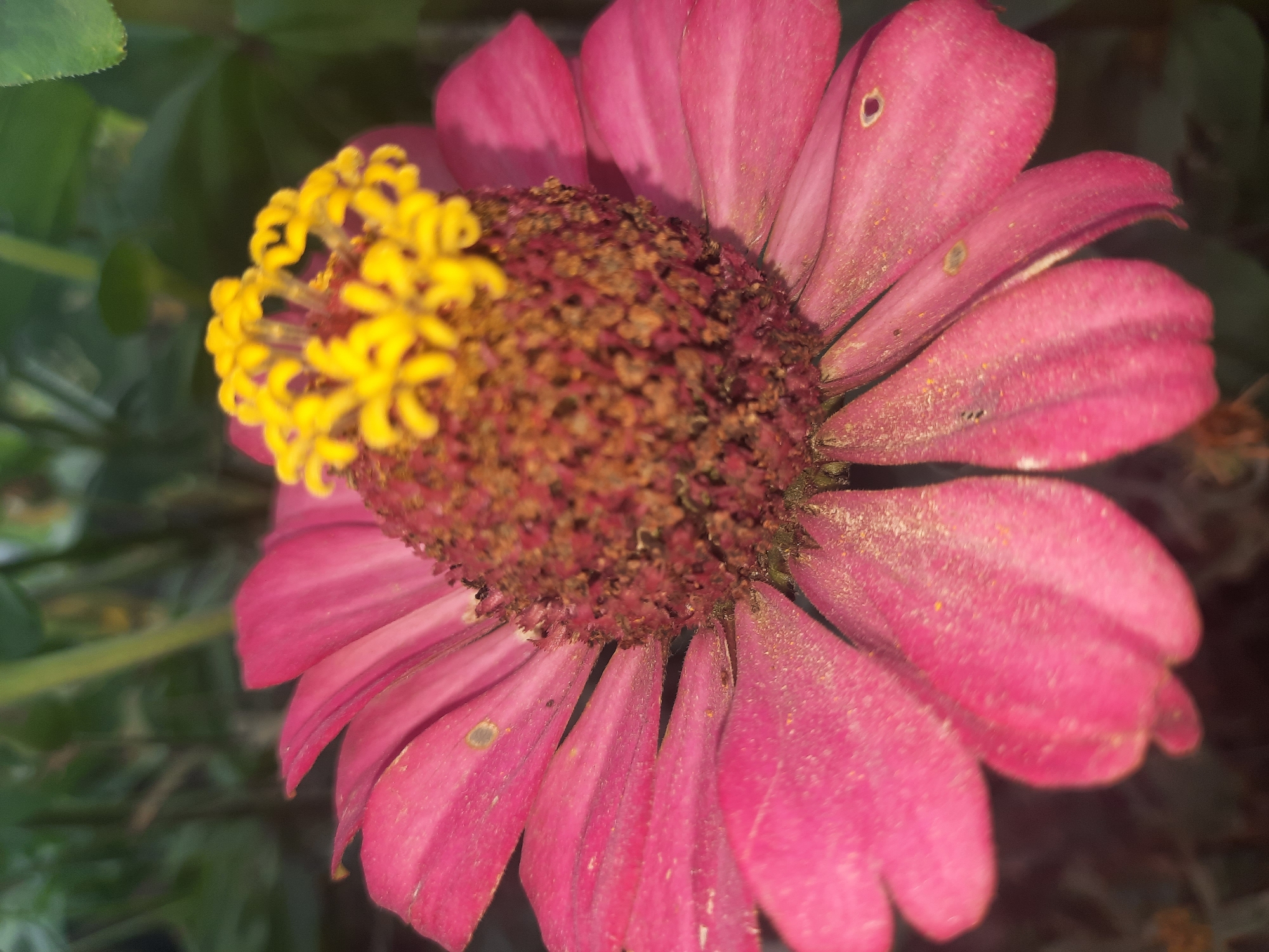 The image shows a close-up, macro view of a pink zinnia flower with a brown center and bright yellow stamens. The flower is positioned on the right side of the frame, with its petals extending towards the left and bottom. The background is blurred, featuring dark green foliage. The scene is a natural outdoor environment, likely a garden. There is no indication of the city of Шклоў, Belarus, in the image itself.