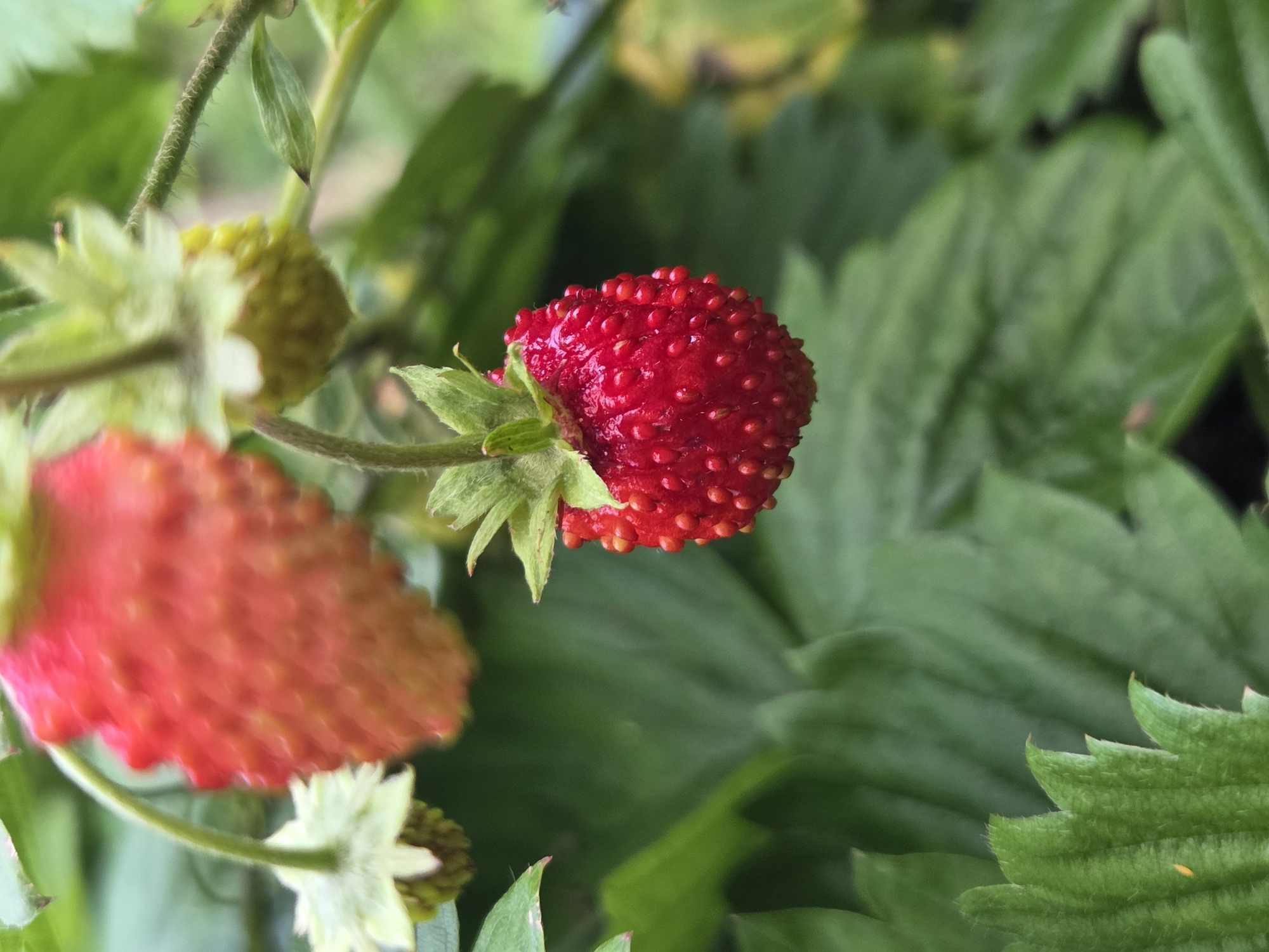 A close-up, eye-level shot focuses on a cluster of wild strawberries and their foliage. In the foreground, a single, ripe, red wild strawberry hangs from a thin stem, its surface dotted with small, visible seeds. Above and to the left of this, an unripe strawberry, still greenish-yellow, is visible, attached to a different stem and surrounded by pale green sepals. Further in the background, another blurry red strawberry is partially visible. The strawberries are surrounded by lush, green leaves, some of which are in sharp focus, revealing their serrated edges and a light dusting of fine hairs. The overall impression is of a natural, outdoor setting, likely a garden or wild patch, suggesting a temperate climate. There are no people or man-made structures depicted. The image is taken in Frolovo, Russia.