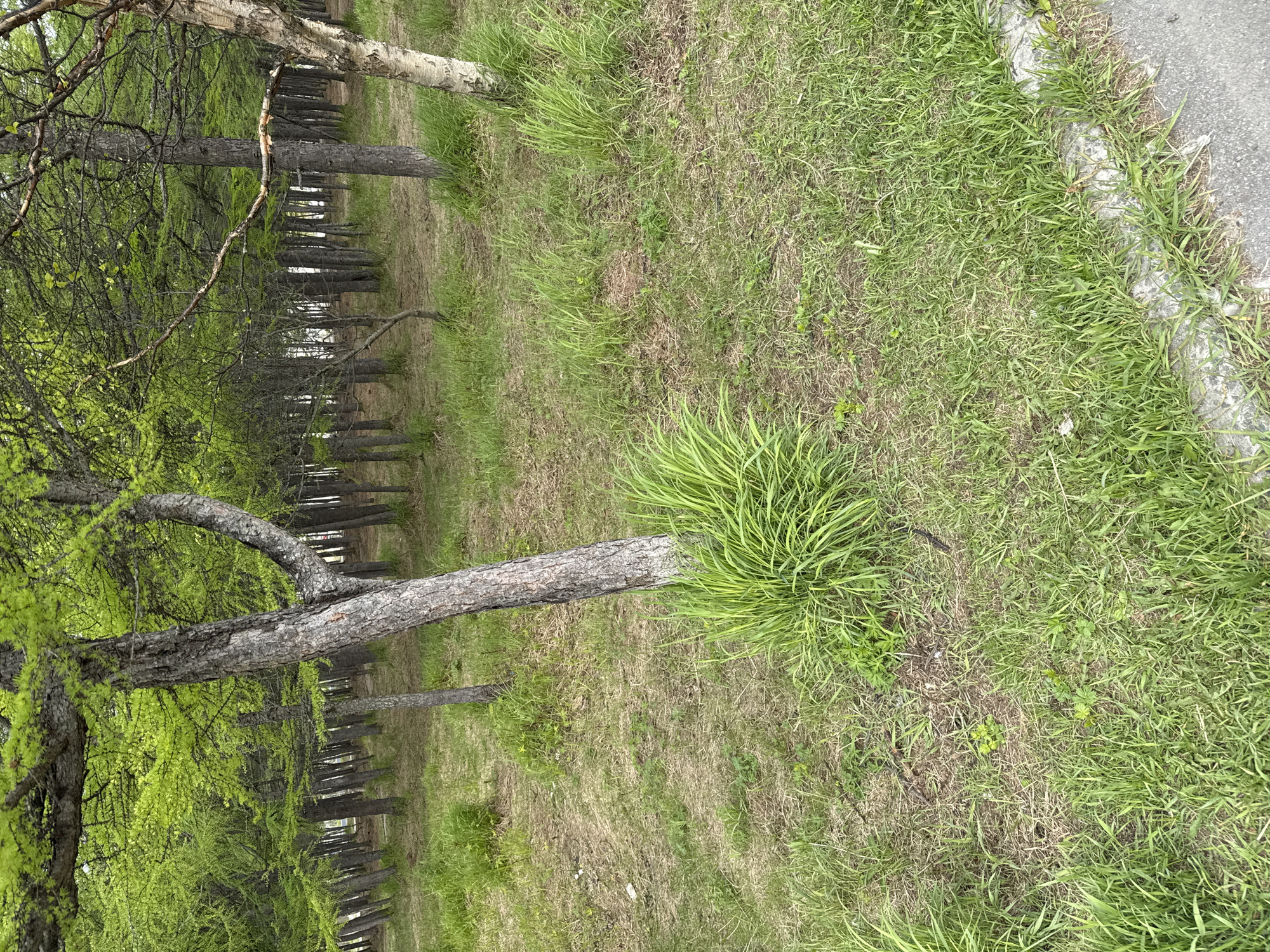 In a wooded area, likely a park, tall trees with light green foliage stand in rows. The ground is covered with dry grass, interspersed with patches of greener, lusher grass. A large clump of bright green grass is prominent in the foreground, near the base of a thick tree trunk. The overall impression is one of a natural landscape within an urban setting.