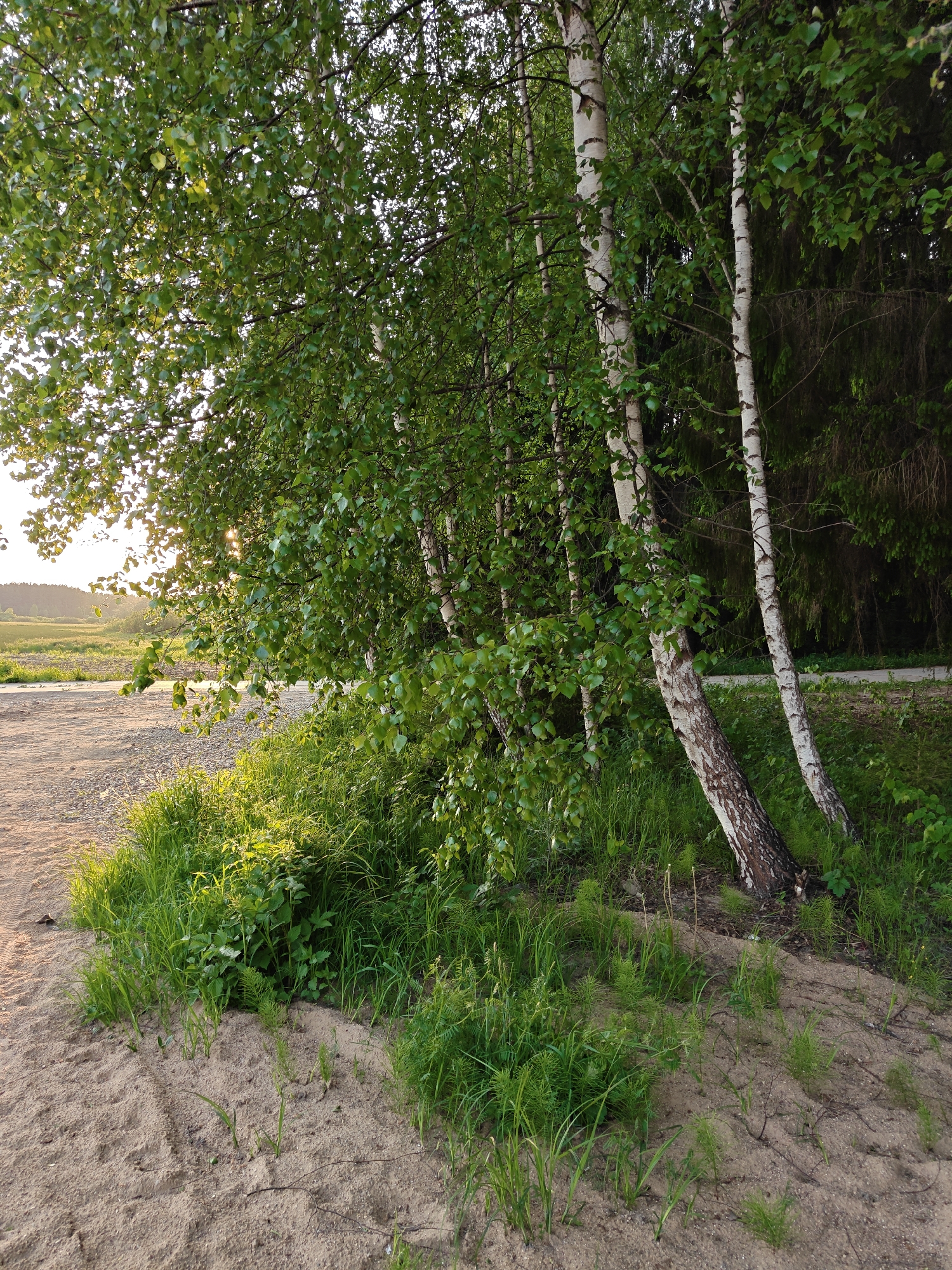 The image shows a grove of birch trees growing alongside a sandy area in what appears to be a rural or edge-of-town environment, possibly in the vicinity of Мышкино, Russia. The trees have characteristic white bark with black markings and are partially obscured by green leaves. A grassy verge with mixed vegetation extends along the base of the trees. The sandy area is a light tan color with visible grains. A path or road is visible on the left side of the image, leading into the distance. The lighting suggests either sunrise or sunset. No people are visible.