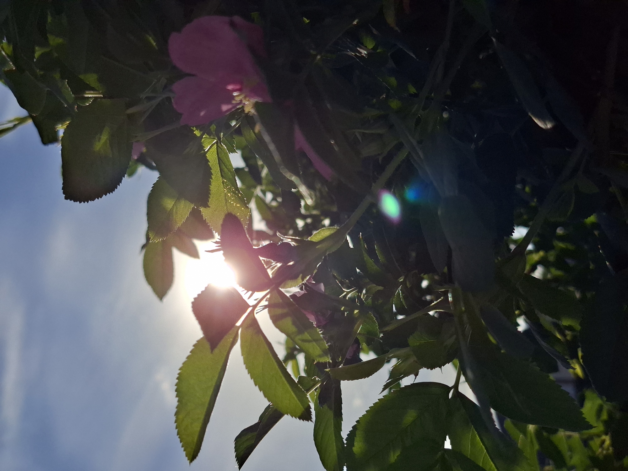 The image shows a view looking up through green foliage and pink flowers towards a bright, partly cloudy blue sky. The sun is visible through the leaves and petals, creating a lens flare. The scene appears to be outdoors, possibly in a garden or park.