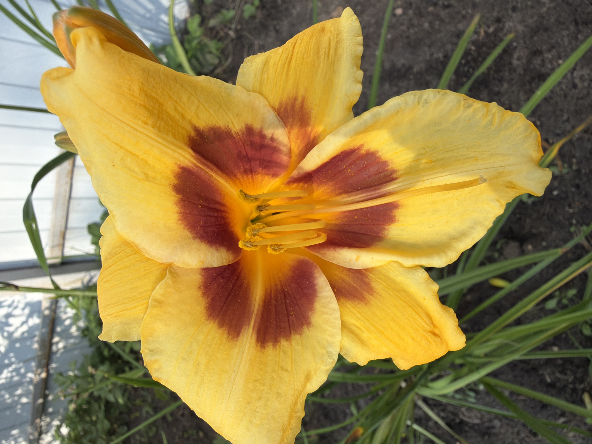 The image shows a close-up, eye-level, outdoor, daylight photograph of a vibrant yellow daylily with a deep maroon throat. The flower's petals are broad and slightly wavy, with delicate veins visible. The maroon color forms a star-like pattern at the center of the bloom, extending outwards onto the petals. The stamens and pistil are a bright yellow and extend from the center of the flower. The background is softly blurred, showing green foliage, dark soil, and a white fence with shadows cast upon it from an unseen structure. The overall impression is one of natural beauty and simple garden life. The location is in the city of Imeni Vorovskogo, Russia.