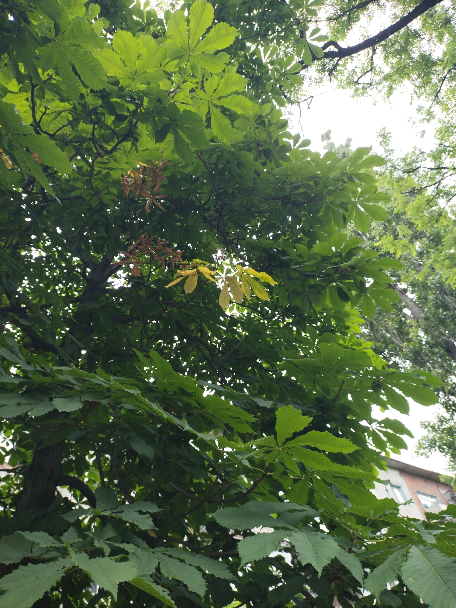 The image shows a close-up, low-angle view of the leaves and branches of a tree, likely a horse chestnut, against a bright sky. The leaves are predominantly green, with some clusters of browning, dried leaves and a few scattered yellow leaves visible. The tree trunk is visible on the left side of the frame. In the background, a building with light-colored walls and a pitched roof is partially visible through the foliage. The scene appears to be outdoors in an urban environment, possibly a park or residential area. The location is identified as Horishni Plavni, Ukraine.