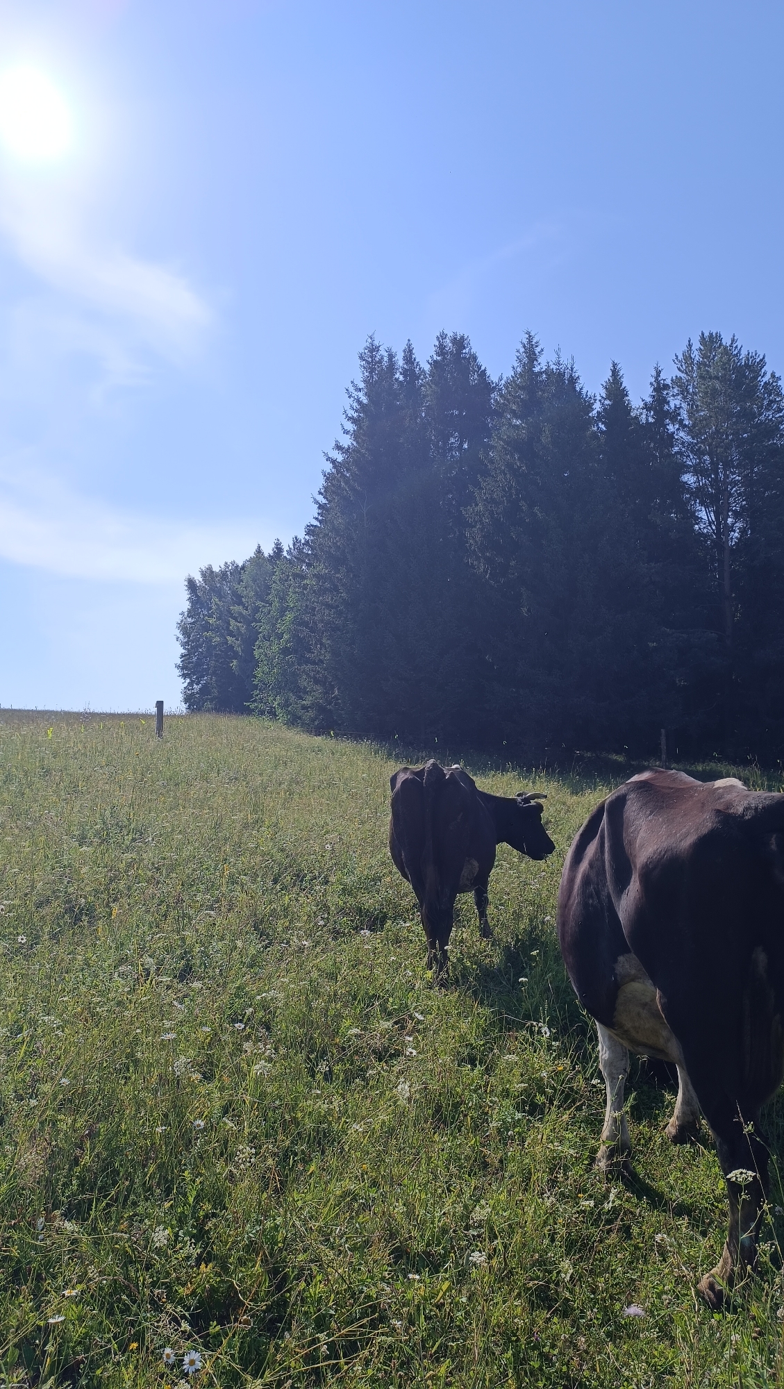 The image depicts a sunny day in a grassy field. Two cows are visible; one is walking away from the camera and the other is partially visible in the foreground, also walking away. A line of trees forms a dark backdrop against the bright blue sky. The sun is visible in the upper left corner, casting a bright light. The ground is covered in green grass with scattered wildflowers. There is a wooden post in the middle ground on the left side of the image. The scene appears to be a rural or agricultural area, potentially on a hillside. There is no indication of the city of Karsha, Russia, in the image.