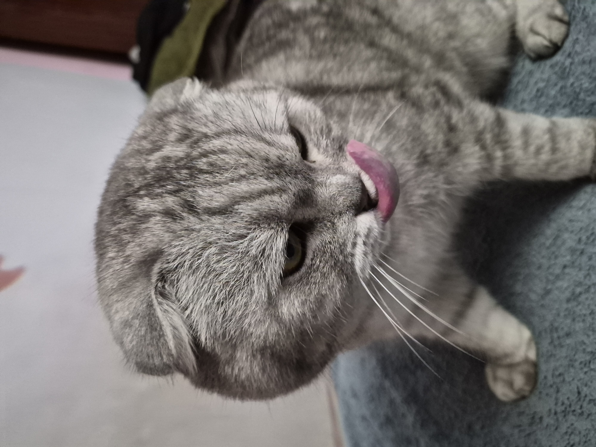 A Scottish Fold cat with gray tabby fur is licking its nose with a pink tongue. The cat has folded ears and yellow eyes. It is sitting on a blue fuzzy surface. The background is blurred, showing a wall and some furniture. The lighting is natural and soft, suggesting it was taken indoors during the day. The image is a close-up shot, focusing on the cat's face and upper body.