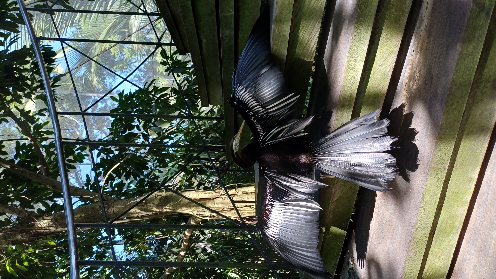 The image captures a bird with outstretched wings perched on wooden planks, likely part of a boardwalk or elevated platform. The bird is dark-colored, with intricate feather patterns visible in the sunlight. In the background, there's a blurred view of trees and foliage, partially obscured by a wire mesh or framework. The overall setting appears to be within a botanical garden or aviary, with hints of sunlight filtering through the enclosure. The image was taken in Sukawati, Indonesia.